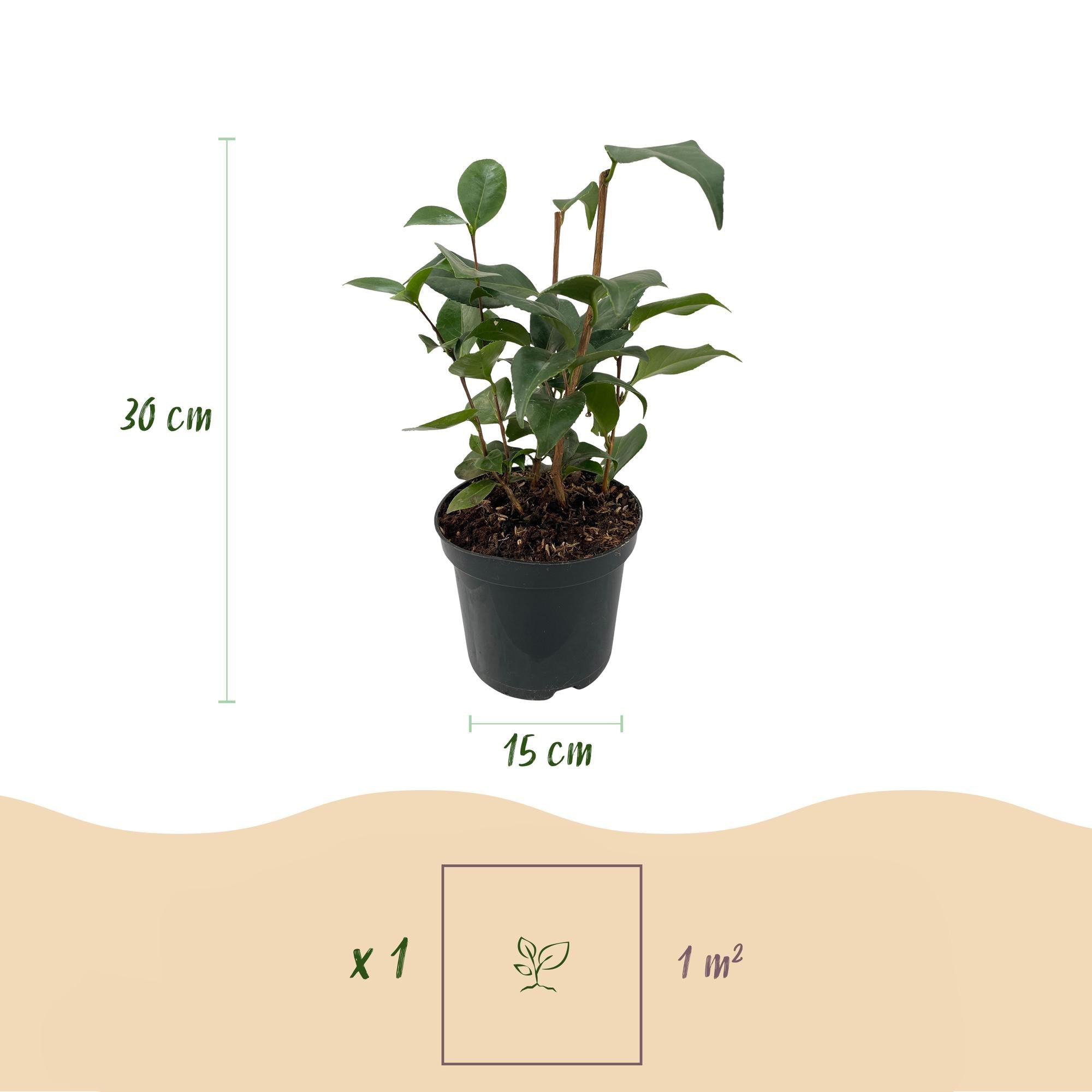 Image of Kamelie Camellia japonica Tricolour – Strauch – Winterhart – Blüte Rosa, Weiß & Rot – 3 Pflanzen – Immergrün – 15cm Höhe 30cm-3