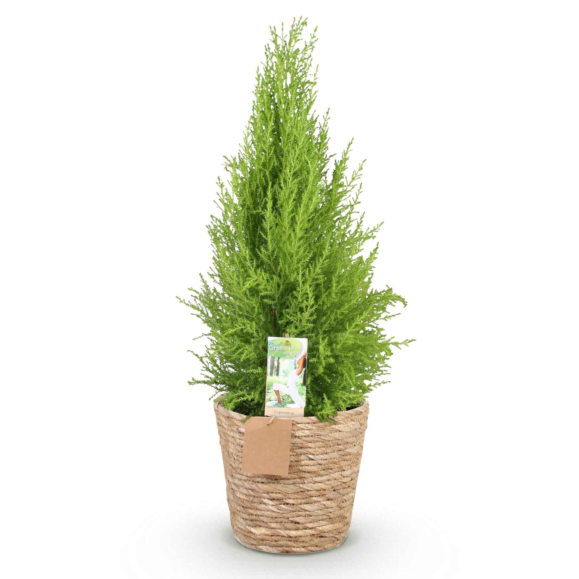 Image of Cupressus Gold Crest Wilma – 85-95cm – 21cm inkl. Naturkorb – Pflegeleichte Zimmerkonifere-0