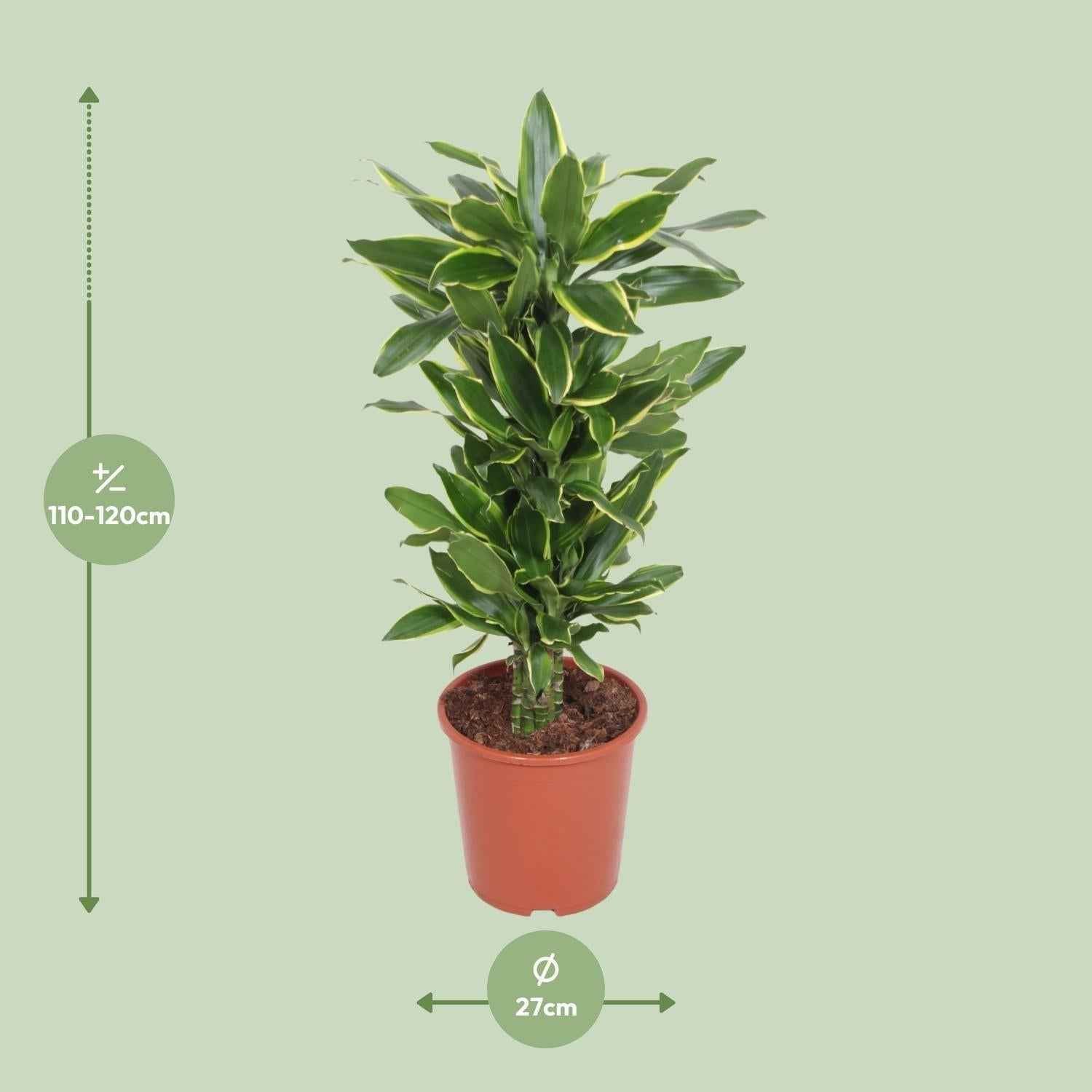 Image of Dracaena Golden Coast – Drachenbaum – Ø27cm ↕110cm – Große pflegeleichte Zimmerpflanze mit grün-gelben Blättern für Wohnzimmer & Büro