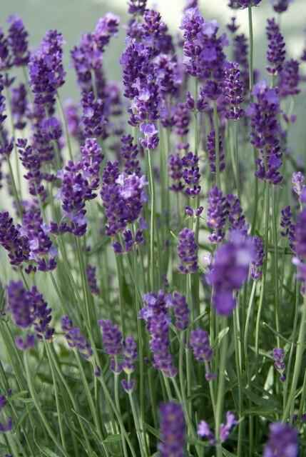 Image of Lavendel Lavandula ang. 'Dwarf Blue' – ↕10-25cm – Ø9cm – 60 Pflanzen – Zwergform, Winterhart, Pflegeleicht, Bienenfreundlich, Duftend-0