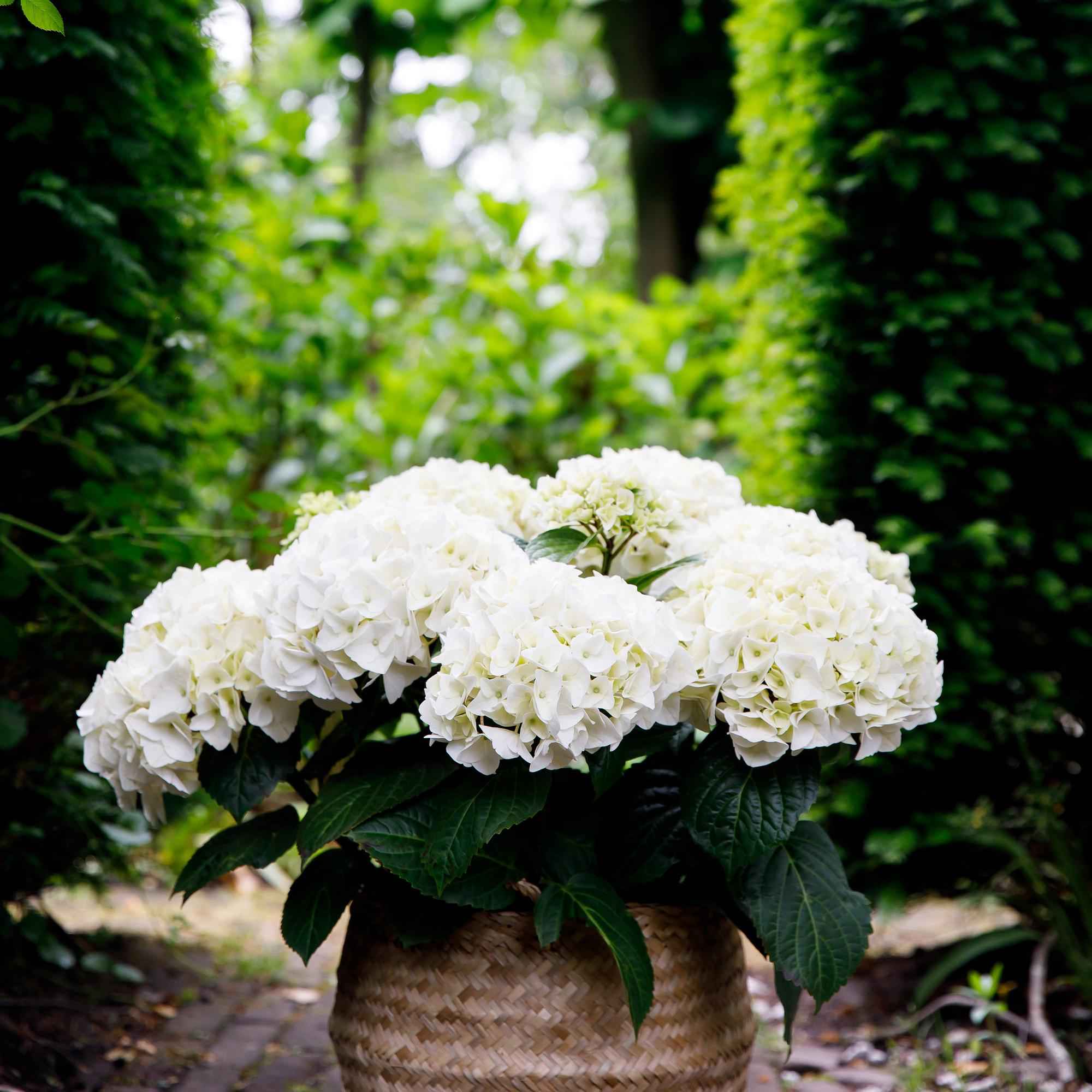 Image of Hydrangea Forever & Ever Weiß – Hortensie Ø23cm – ↕55cm – 2 Pflanzen – Winterhart & reichblühend – Balkon & Garten – 7-12 Blüten-4