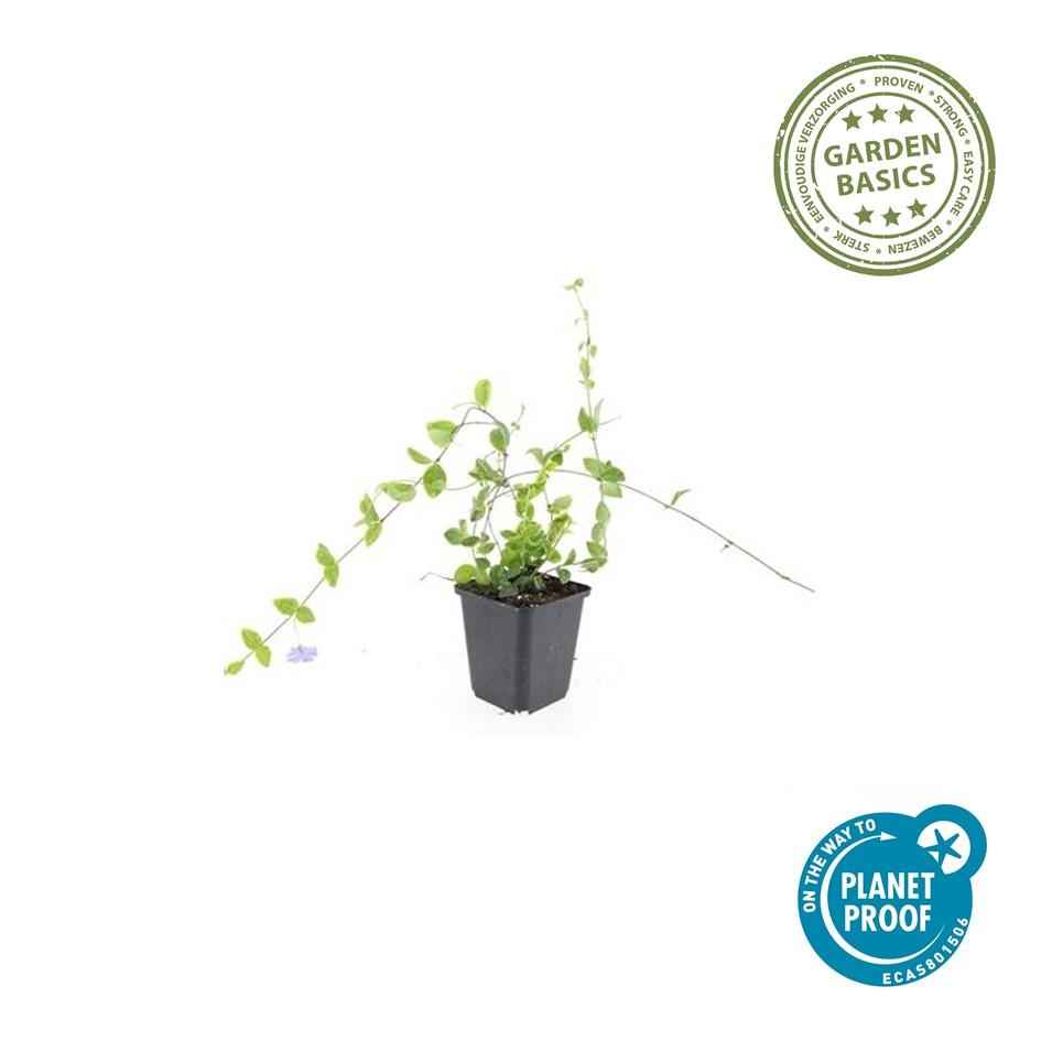 Image of Kleinblättriges Immergrün Vinca minor 'Blue and Gold' – ↨10-25 cm, Ø9 cm – Immergrüner Bodendecker mit goldgelben Blättern & blau-lila Blüten – 60 Pflanzen-3