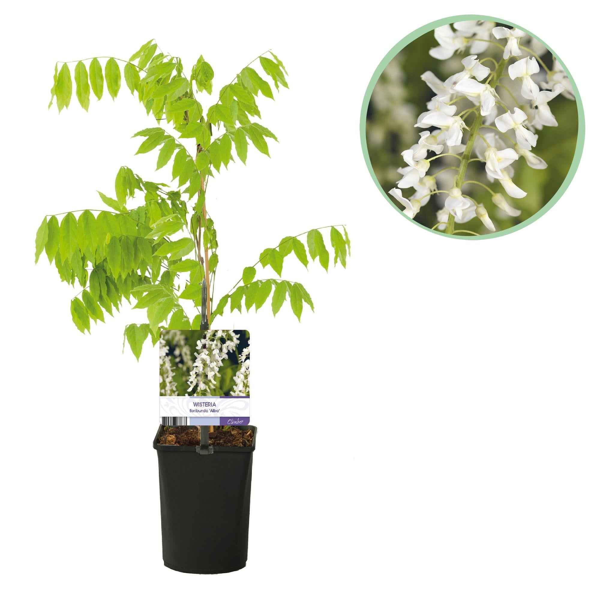 Image of Blauregen Wisteria floribunda Alba – Weiße Blüten – 11cm x H40cm – Duftende Kletterpflanze – Für Pergolen, Zäune & Wände