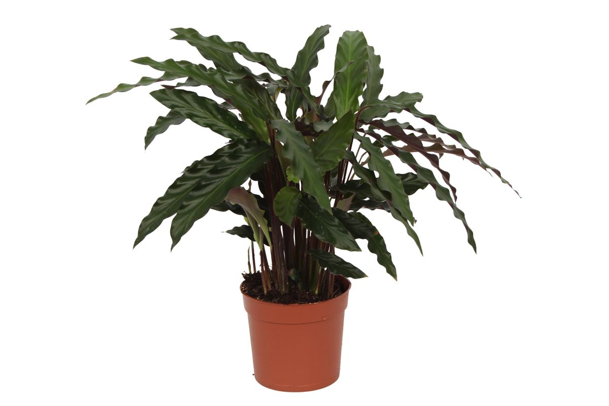 Image of Calathea Elgergrass – Korbmarante – Zimmerpflanze 35cm hoch – Ø12cm – Schmale gewellte Blätter – Pflegeleicht & luftreinigend-0