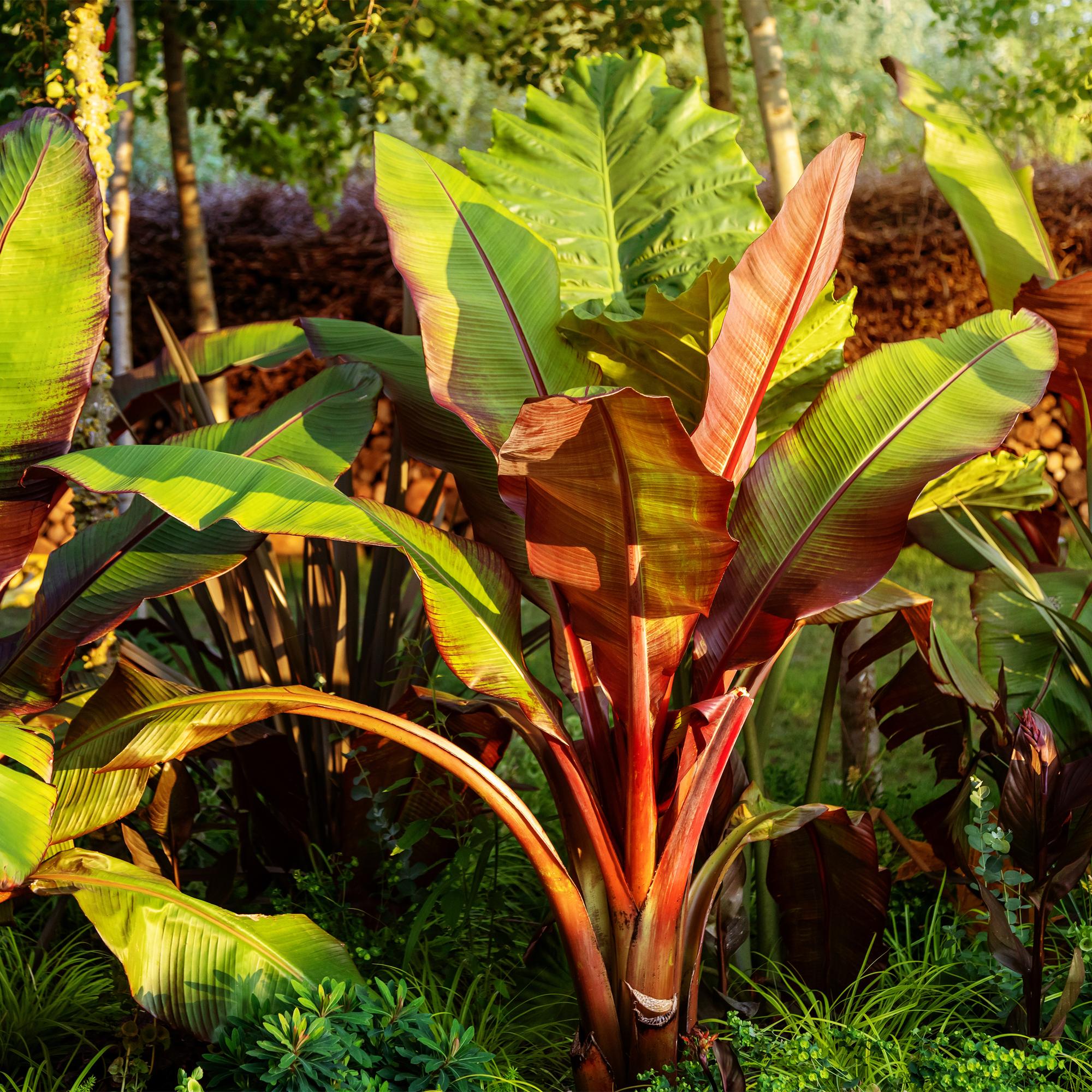 Image of Bananenpflanze Ensete ventricosum Maurelli – 2 Pflanzen – Winterhart – Obstpflanze – Ø17cm, Höhe ca. 40cm-6