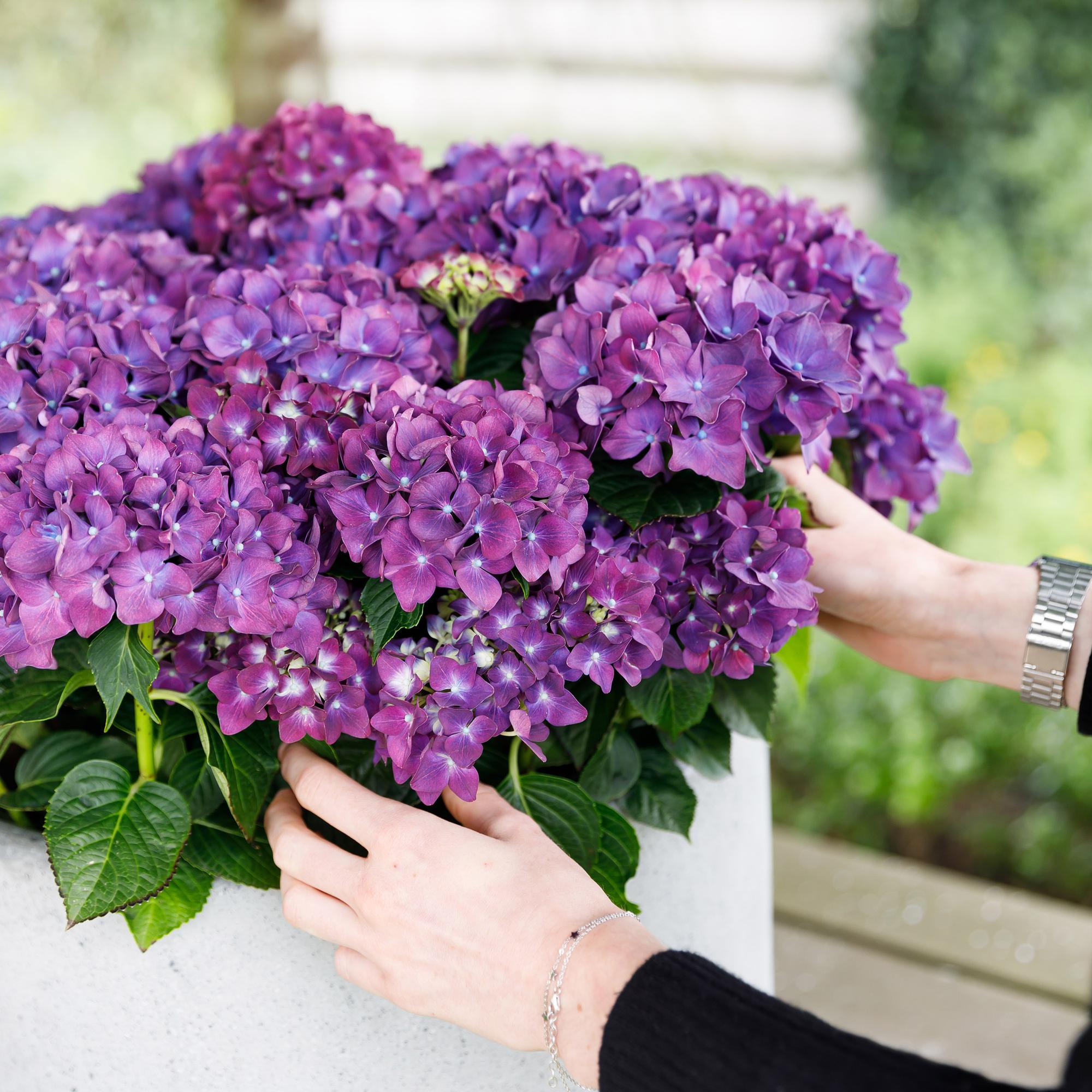 Image of Hortensie Forever & Ever Lila – Hydrangea macrophylla – Lila – Balkonpflanze – 23cm 55cm hoch – 7-12 Blüten – Für Balkon, Terrasse & Beet-4