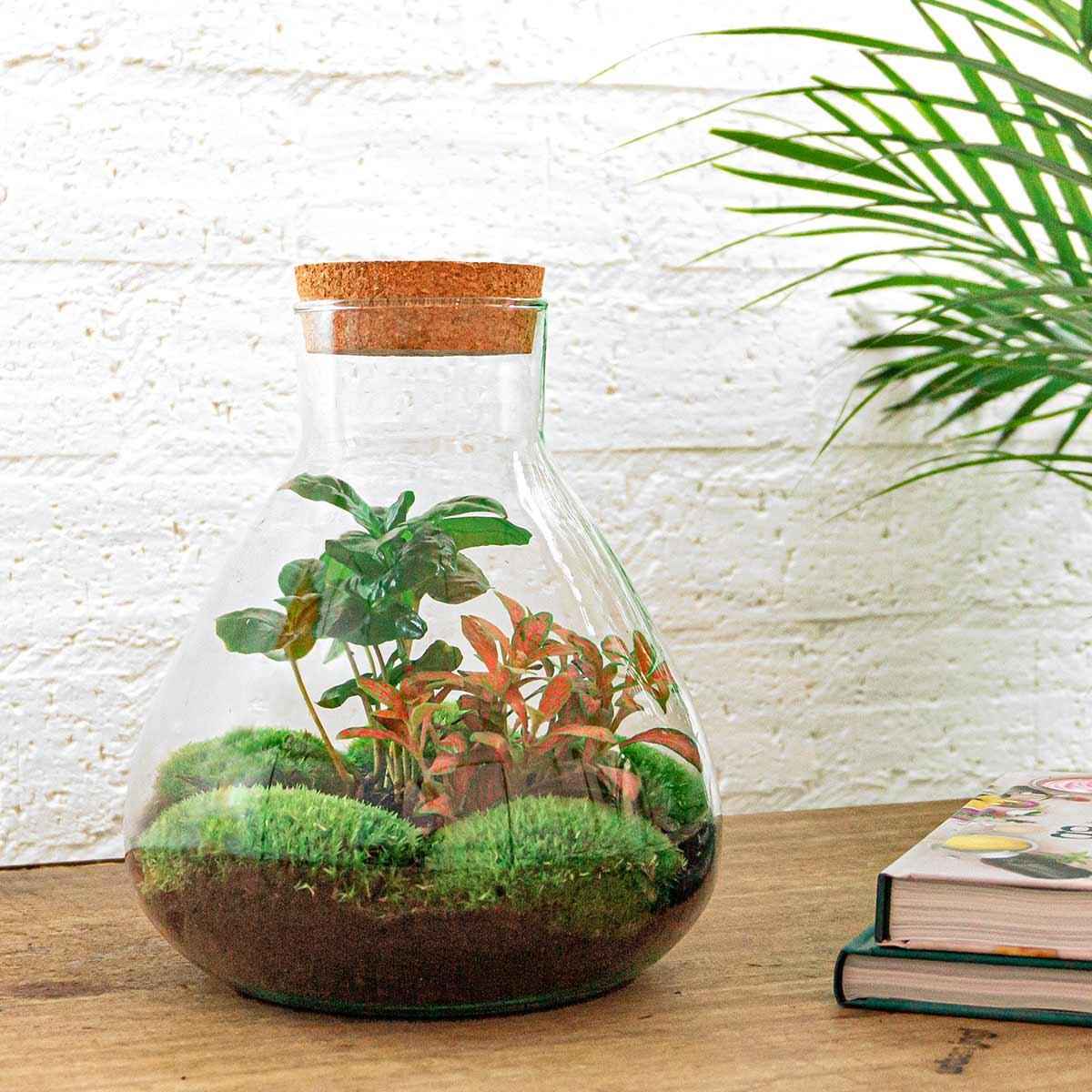Image of Flaschengarten Sammie Coffea – DIY Bausatz Terrarium – ↕26cm – Do – It – Yourself Pflanzen – Set mit Korkdeckel – Autarkes Mini – Ökosystem-1