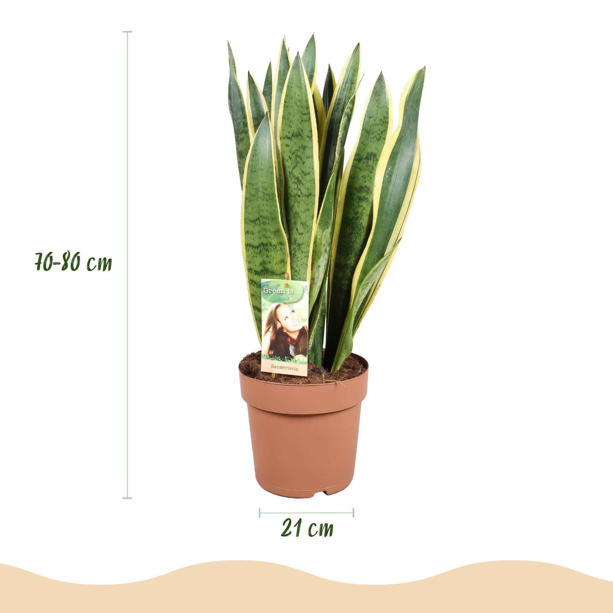 Image of Sansevieria Laurentii Schwiegermutterzunge Zimmerpflanze grün gelb 70-80cm 21cm pflegeleicht dekorative Grünpflanze für Wohnzimmer Büro Schlafzimmer-2