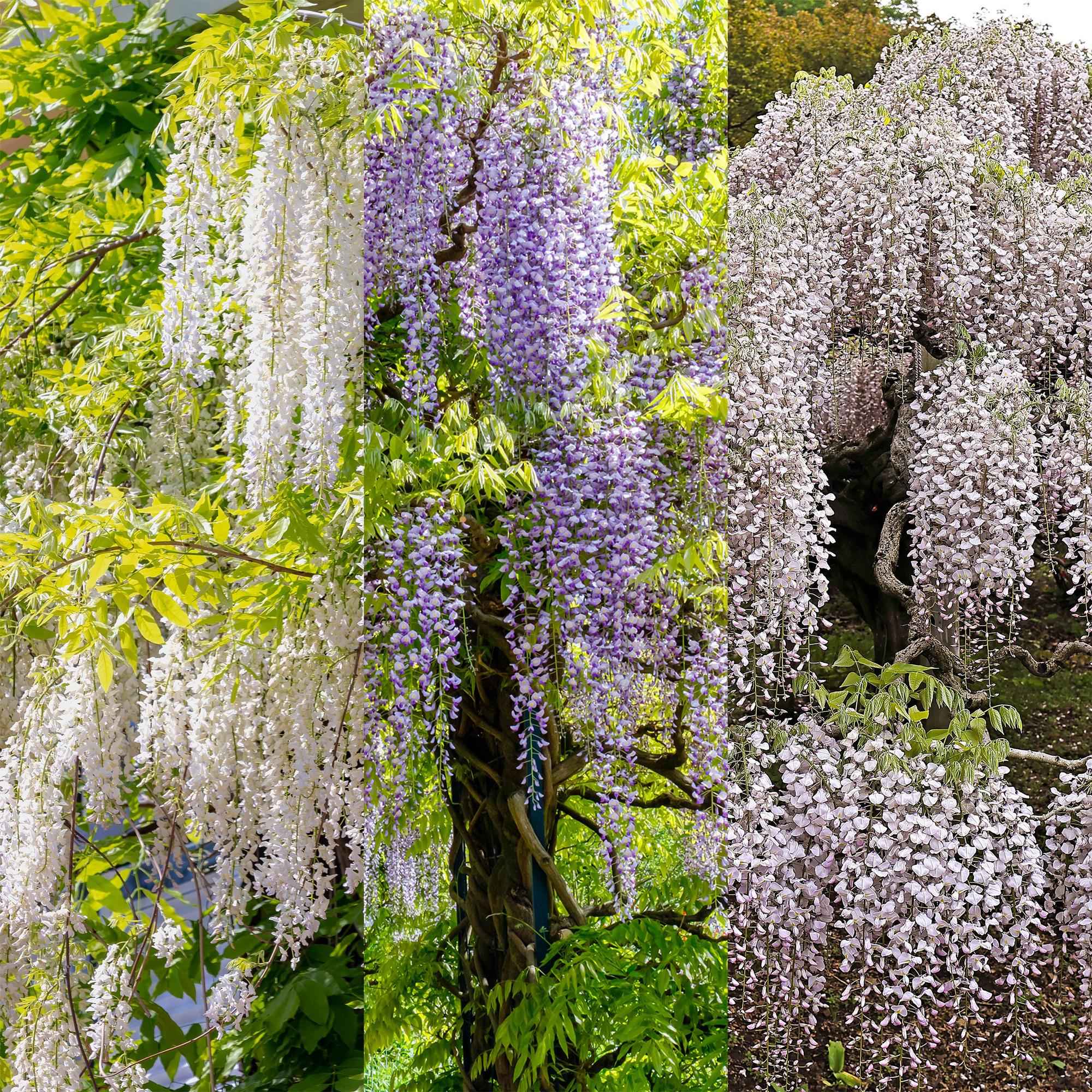 Image of Blauregen Wisteria floribunda Tricolour – Blau, Rosa & Weiß – 3 Pflanzen – 11cm x H40cm – Duftend & Kletterpflanze – Für Pergolen, Zäune & Wände