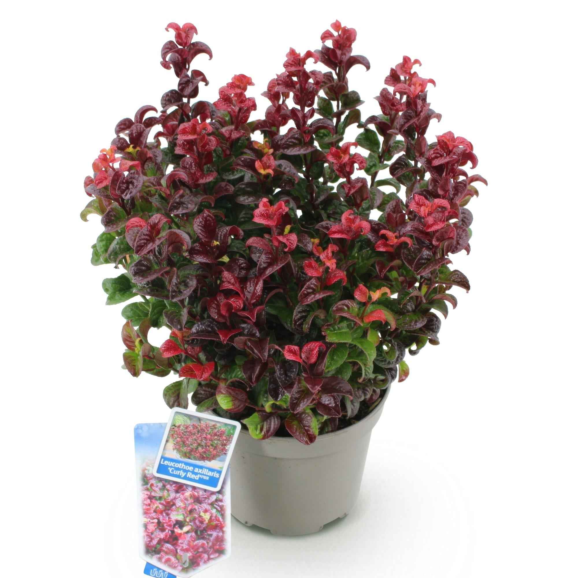 Image of Traubenheide Leucothoe Curly Gold – 17cm Höhe ca.40cm – Immergrün & farbintensiv – Goldgelbes lockiges Laub für Beet Balkon Terrasse – Pflegeleichter dekorativer Zierstrauch-1