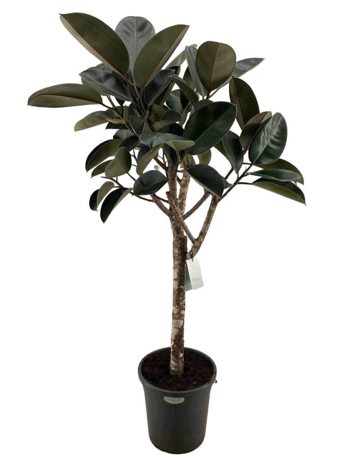 Image of Ficus elastica Burgundy – Gummibaum Zimmerpflanze 180cm – Großpflanze mit dunkelroten Blättern-0