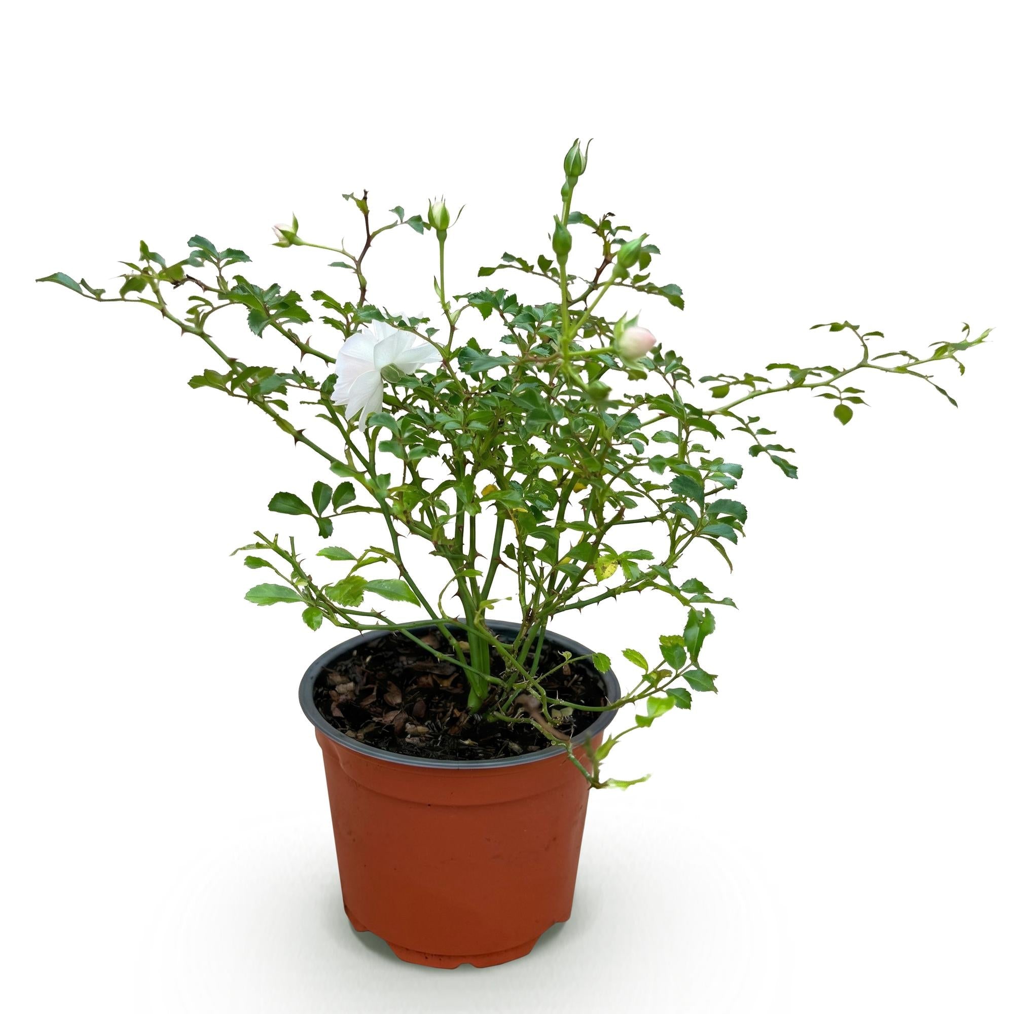 Image of Rose Rosa White Fairy winterhart weiß 20-25cm 12cm für Garten Balkon Terrasse Beet weiße Beetrose dauerblühend bienenfreundlich pflegeleicht kompakt-2