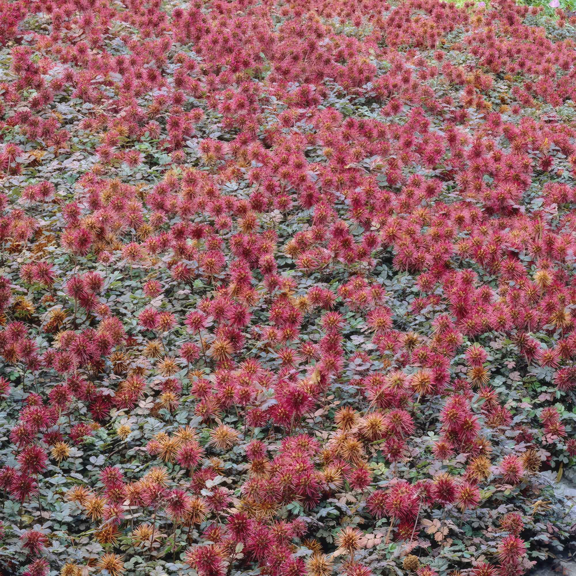 Image of Acaena microphylla 'Kupferteppich' – 48 Pflanzen – ↕10-25cm – Ø9cm – Bodendecker – Flachwachsend & Robust – Steingarten & Wege – Pflegeleicht-0