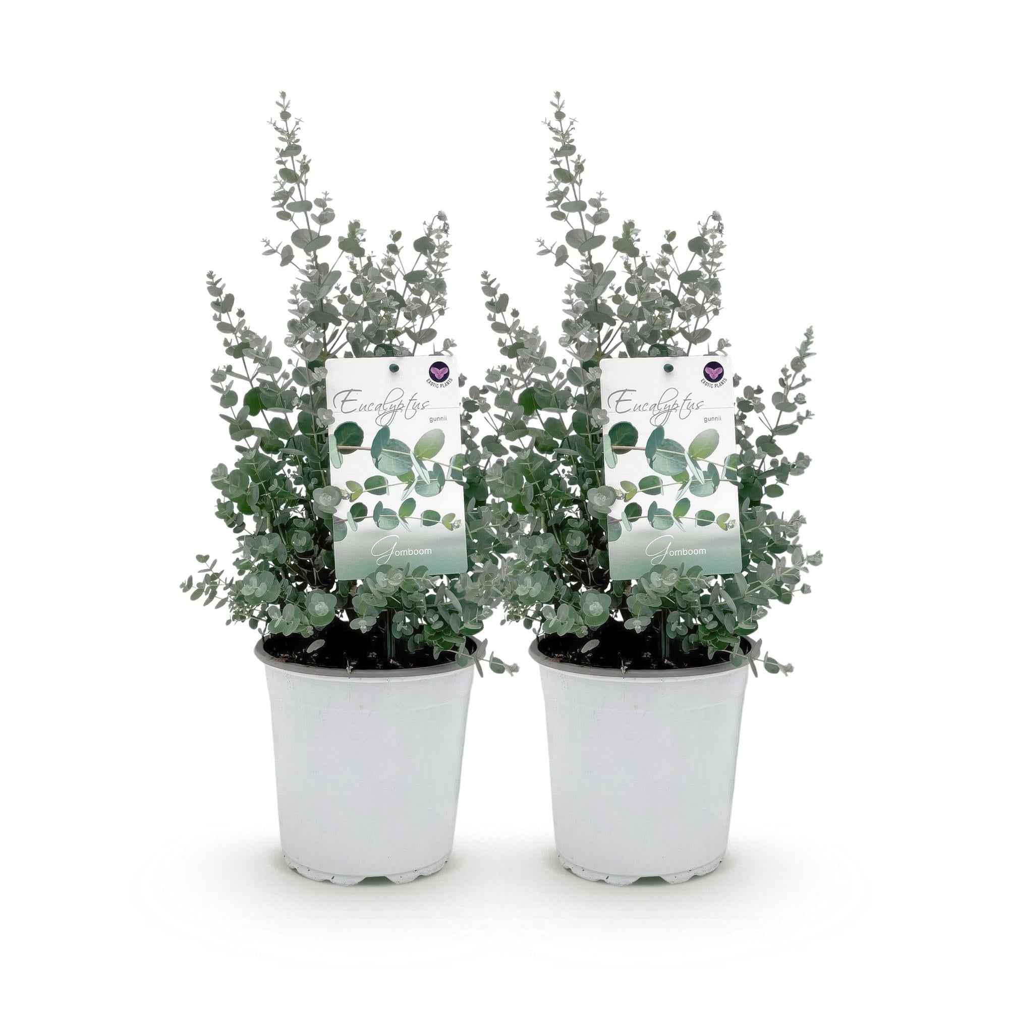 Image of Eukalyptusbaum Eucalyptus gunnii – 2 Pflanzen – Winterhart – Terrassenpflanze – Grau – Ø17cm, Höhe ca. 40cm – Duftende & pflegeleichte Garten-0