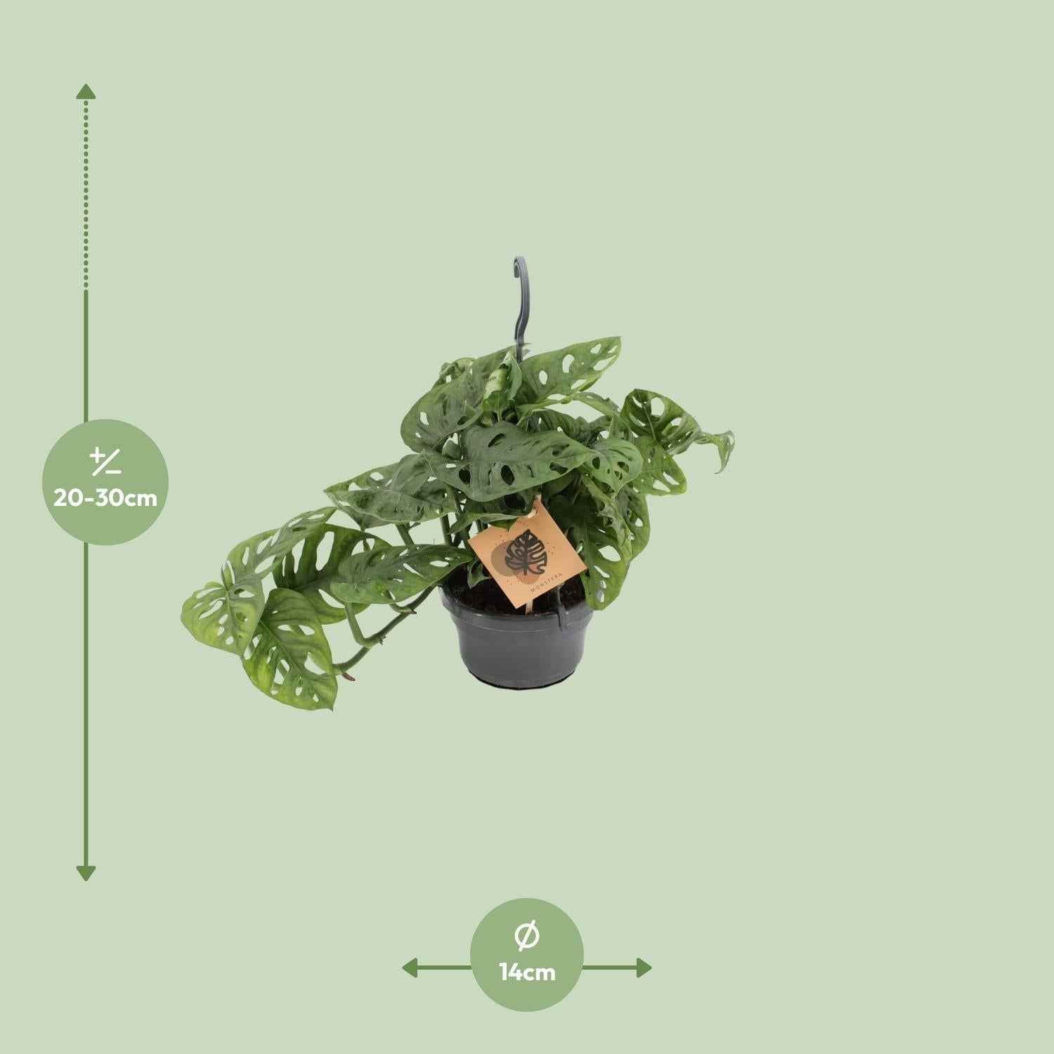 Image of Fensterblatt Monstera Monkey Leaf – Zimmerpflanze – Ø14cm – Höhe 30cm – Luftreinigend – Pflegeleicht – Tropischer Indoor – Dschungel