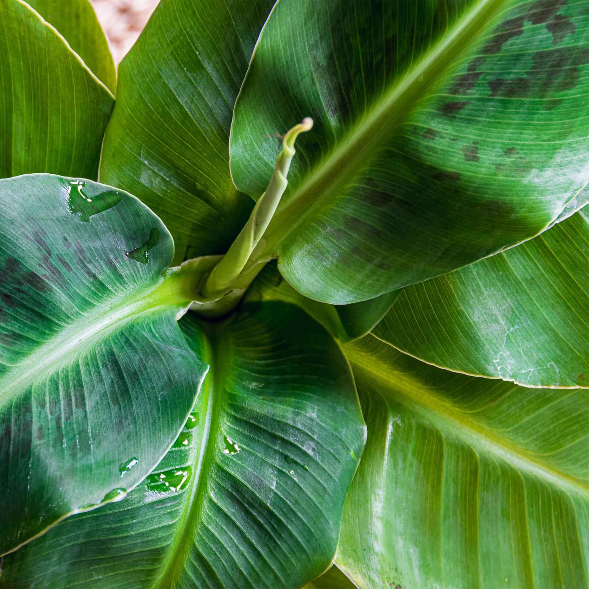 Image of Bananenpflanze Musa acuminata Dwarf Cavendish – 70-75cm – 21cm – pflegeleicht