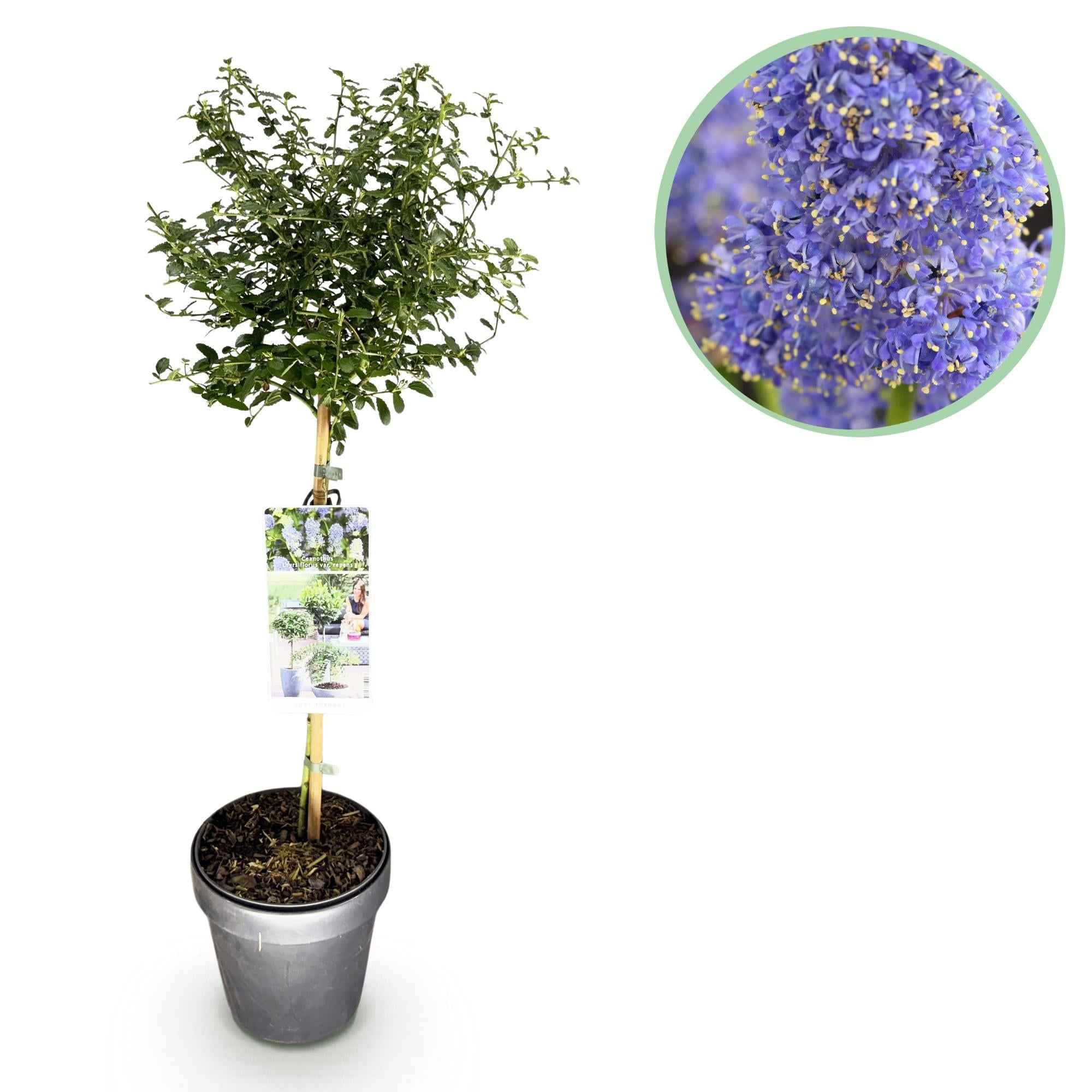 Image of Kalifornischer Flieder Ceanothus thyrsiflorus Repens Ø19cm Höhe90cm – Immergrüner Zierstrauch mit blau – lila Blüten-0