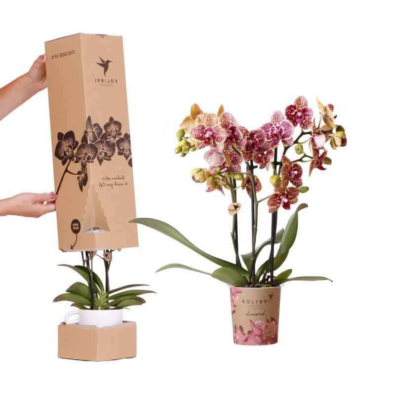 Image of Surprise Diamond Orchideenbox – Phalaenopsis Orchidee Ø9cm – Überraschungsbox mit einzigartigen Blütenmustern & Farben