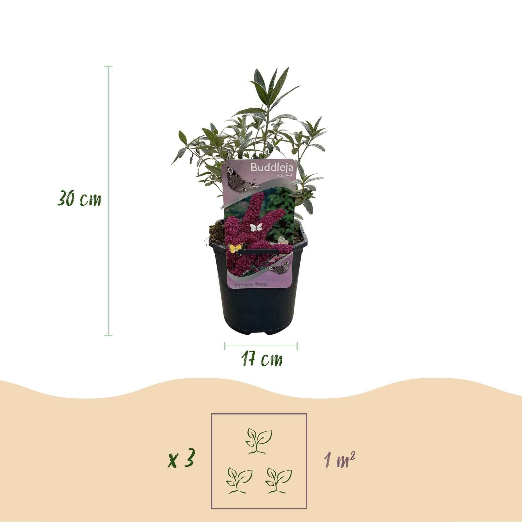 Image of Schmetterlingsstrauch Buddleja davidii Royal Red – Rote Blüten – Laubabwerfend – Schmetterlingsfreundlich – 17cm Höhe 25cm-3