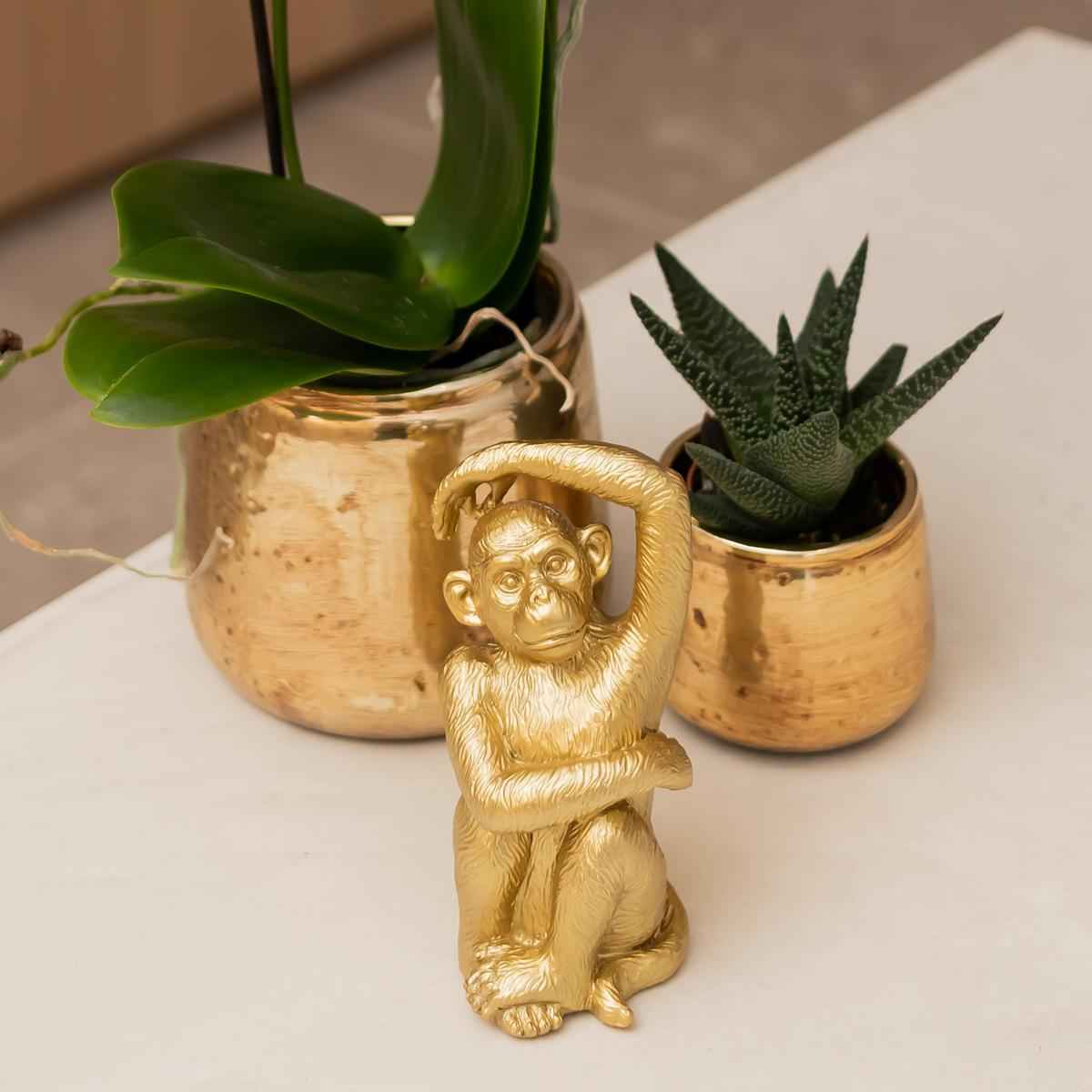 Image of Weiße Phalaenopsis Orchidee Amabilis – Luxuriöser Ziertopf Gold Ø9cm – 40cm hohe blühende Zimmerpflanze – Frisch vom Züchter-1