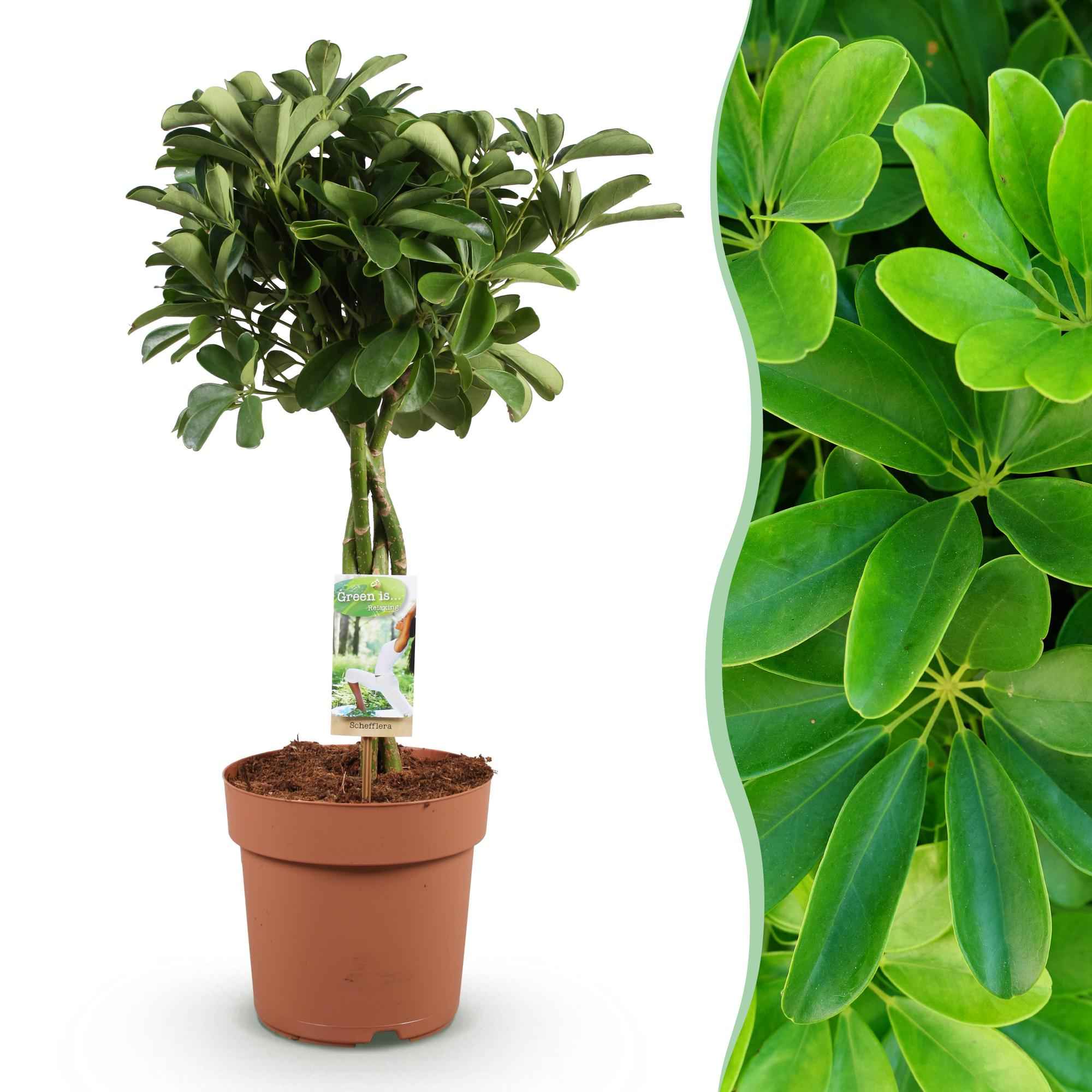 Image of Schefflera Nora – 70-82cm – 21cm – Pflegeleichter Fingerbaum – Dunkelgrüne Zimmerpflanze für Wohnzimmer, Büro & Schlafzimmer – Luftreinigend & robust-1