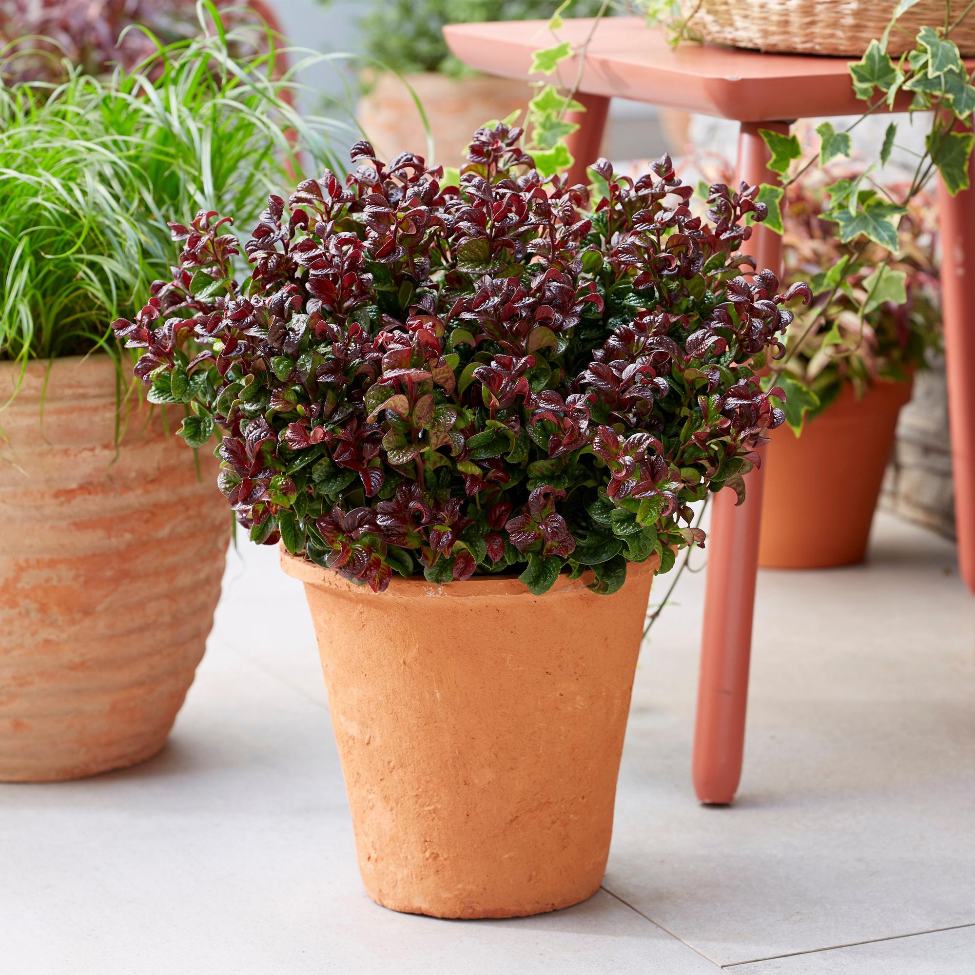 Image of Traubenheide Leucothoe Curly Gold – 17cm Höhe ca.40cm – Immergrün & farbintensiv – Goldgelbes lockiges Laub für Beet Balkon Terrasse – Pflegeleichter dekorativer Zierstrauch-4