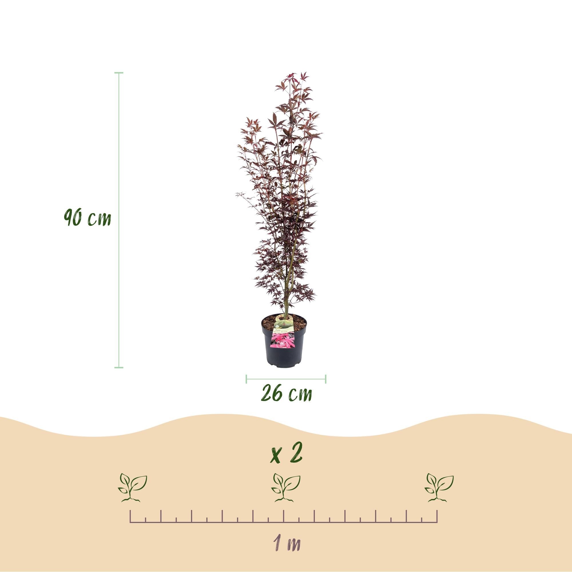 Image of Japanischer Ahorn Acer palmatum Atropurpureum, laubabwerfende Gartenpflanze in Purpurrot, Zierahorn für Garten und Kübel, Ø26cm, 90cm hoch, für-3