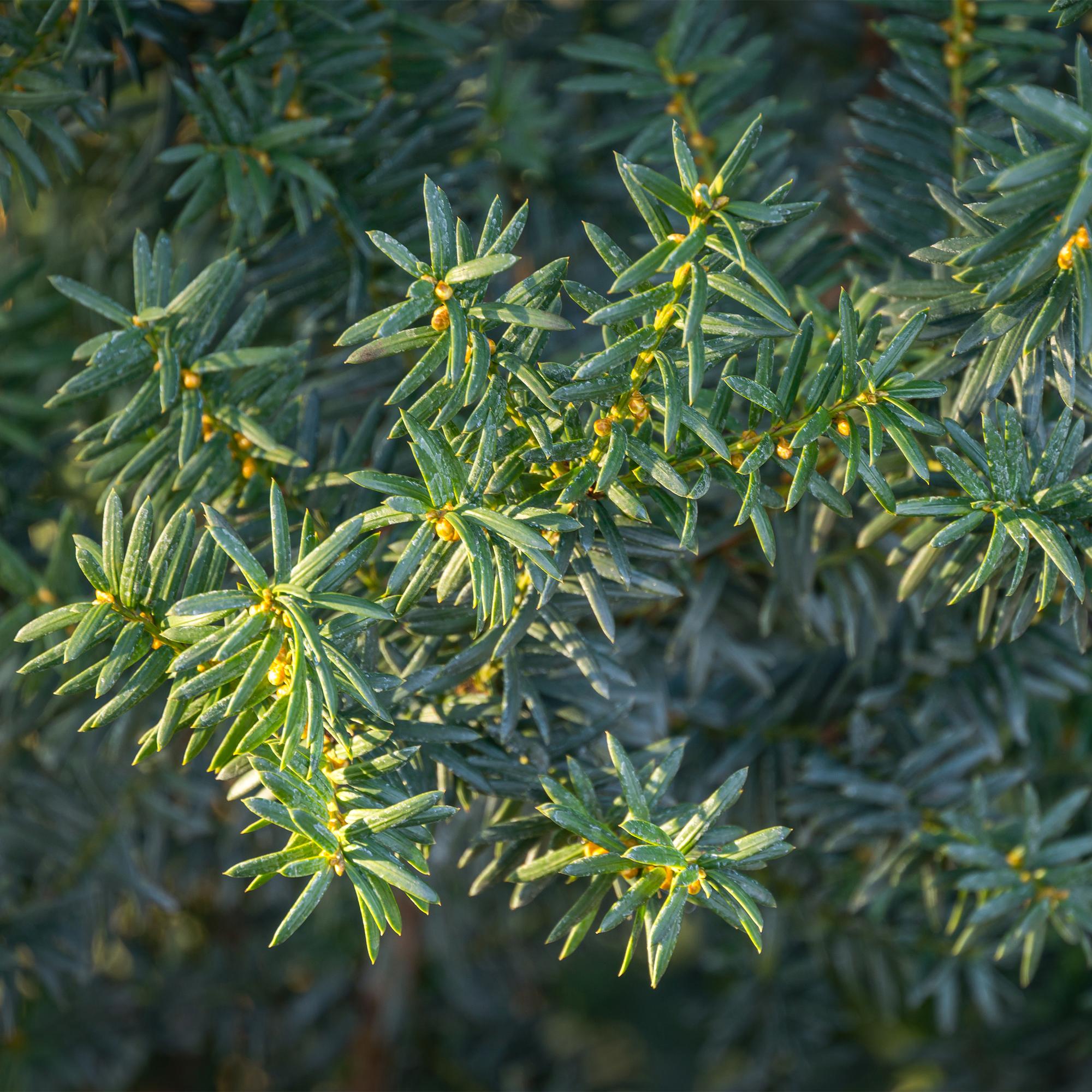 Image of Taxus media Hillii – 6 Pflanzen für 1 Meter Hecke – Immergrün & winterhart – Eibe für dichte, schnittfeste Hecken – Ø17cm – Höhe ca. 60cm-3