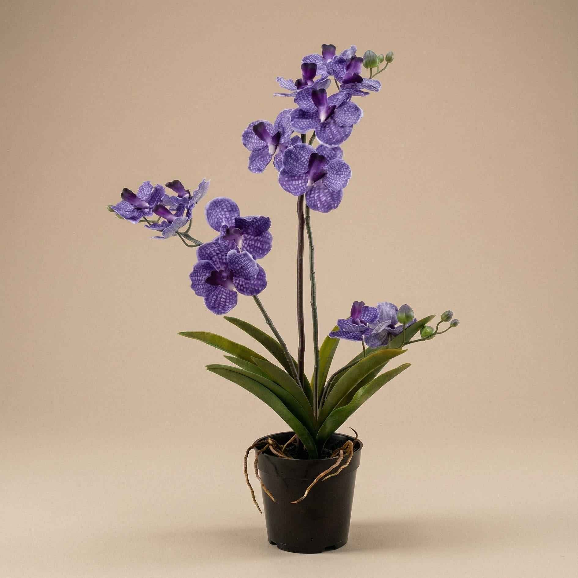 Image of Orchidee Vanda Kunstpflanze – ca.60cm – Violett – Künstliche Orchidee im Topf – Pflegefreie Dekopflanze für Wohnzimmer Büro & Empfang-2