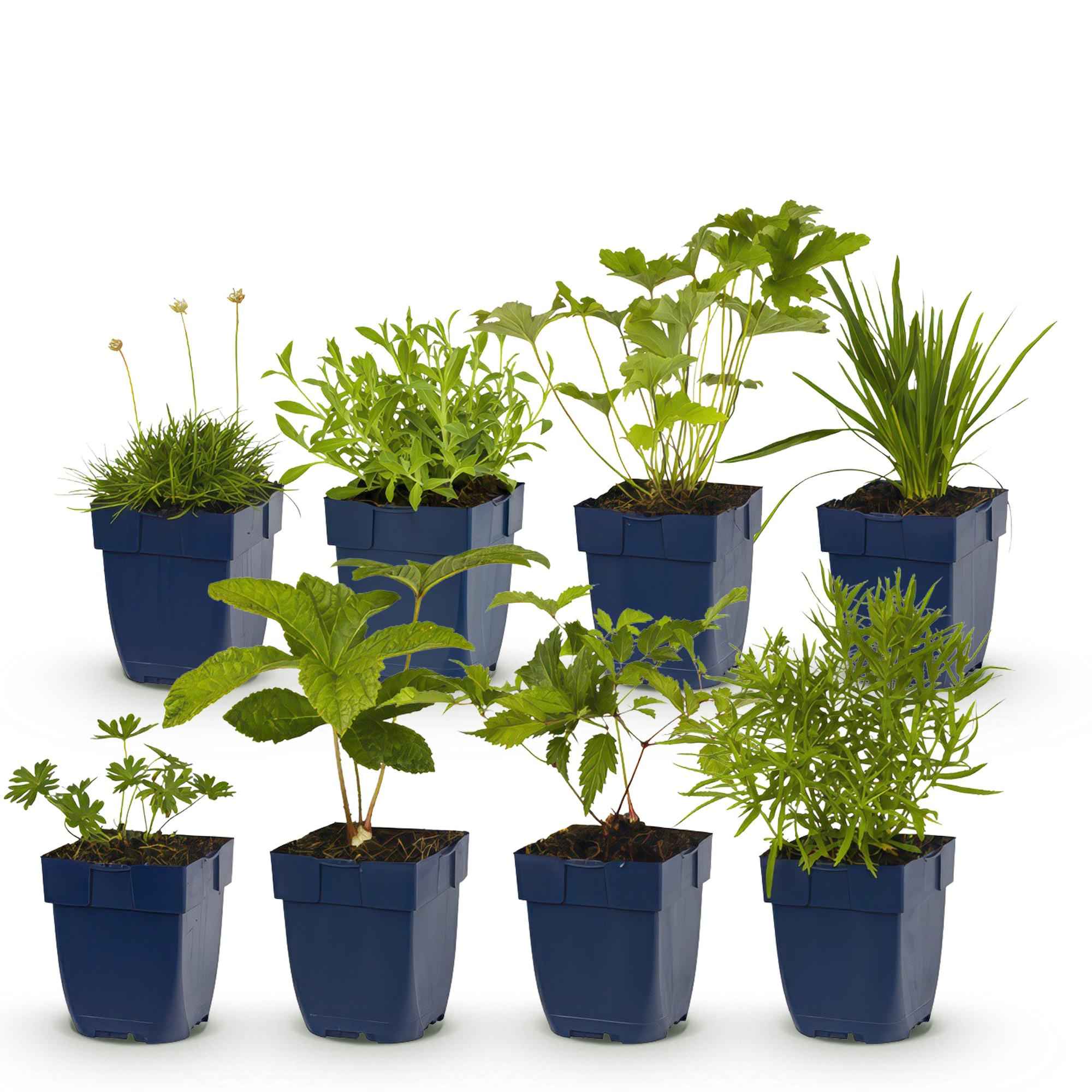 Image of Staudenset – Weiß – 6 weiße Blühstauden – Für 1m² Beet – Pflegeleicht – Eleganter Blütenteppich – Für sonnige Standorte – Ø11cm-1