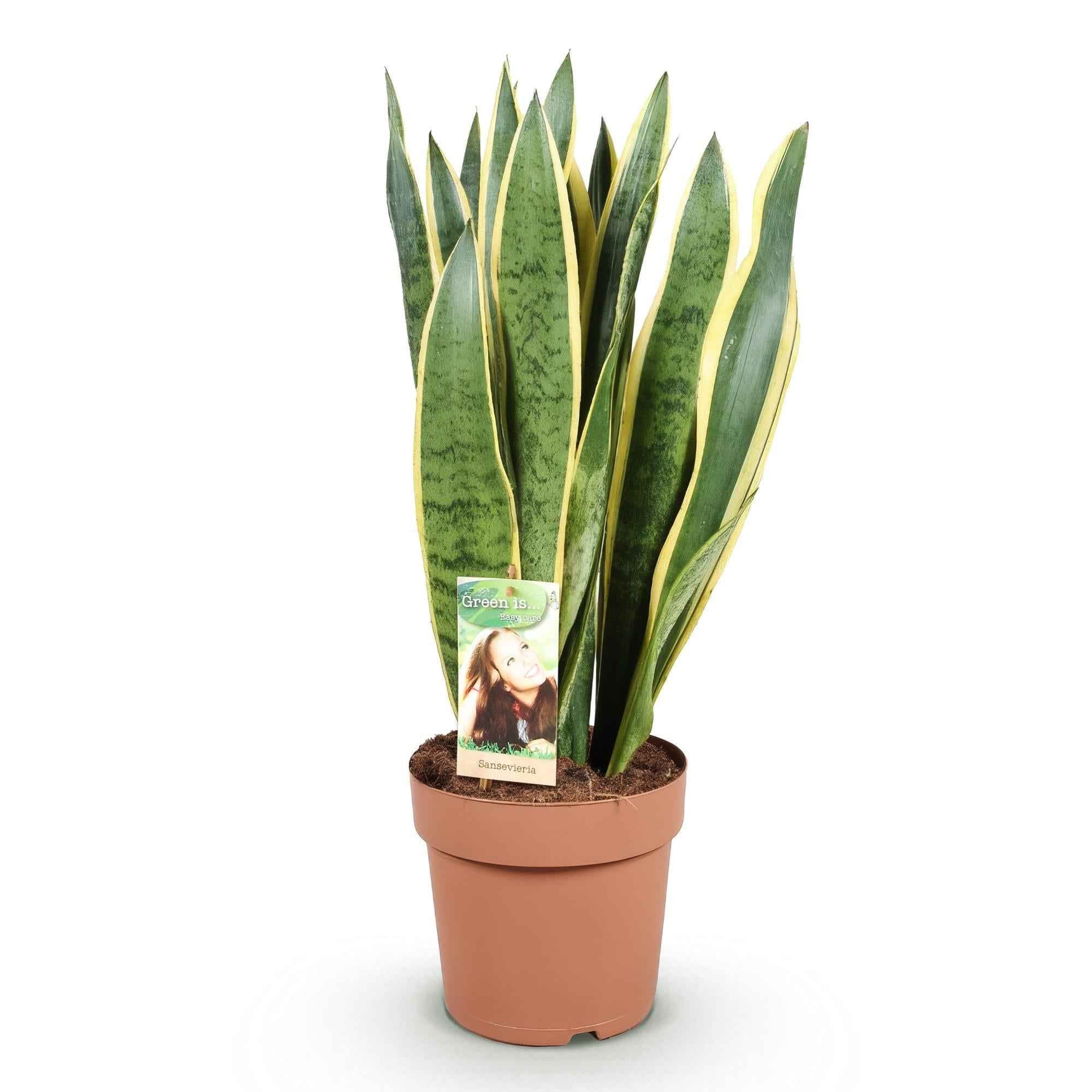 Image of Sansevieria Laurentii Schwiegermutterzunge Zimmerpflanze grün gelb 70-80cm 21cm pflegeleicht dekorative Grünpflanze für Wohnzimmer Büro Schlafzimmer-1
