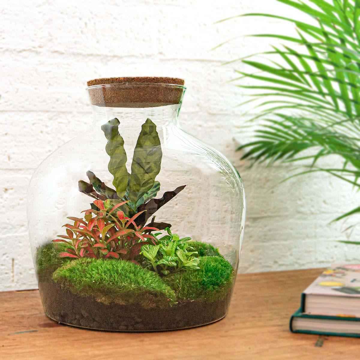 Image of Flaschengarten DIY Bausatz – Terrarium Fat Joe Rot – Ø29cm x ↕30cm – Selbstversorgendes Pflanzterrarium mit Moosen & Zimmerpflanzen-1
