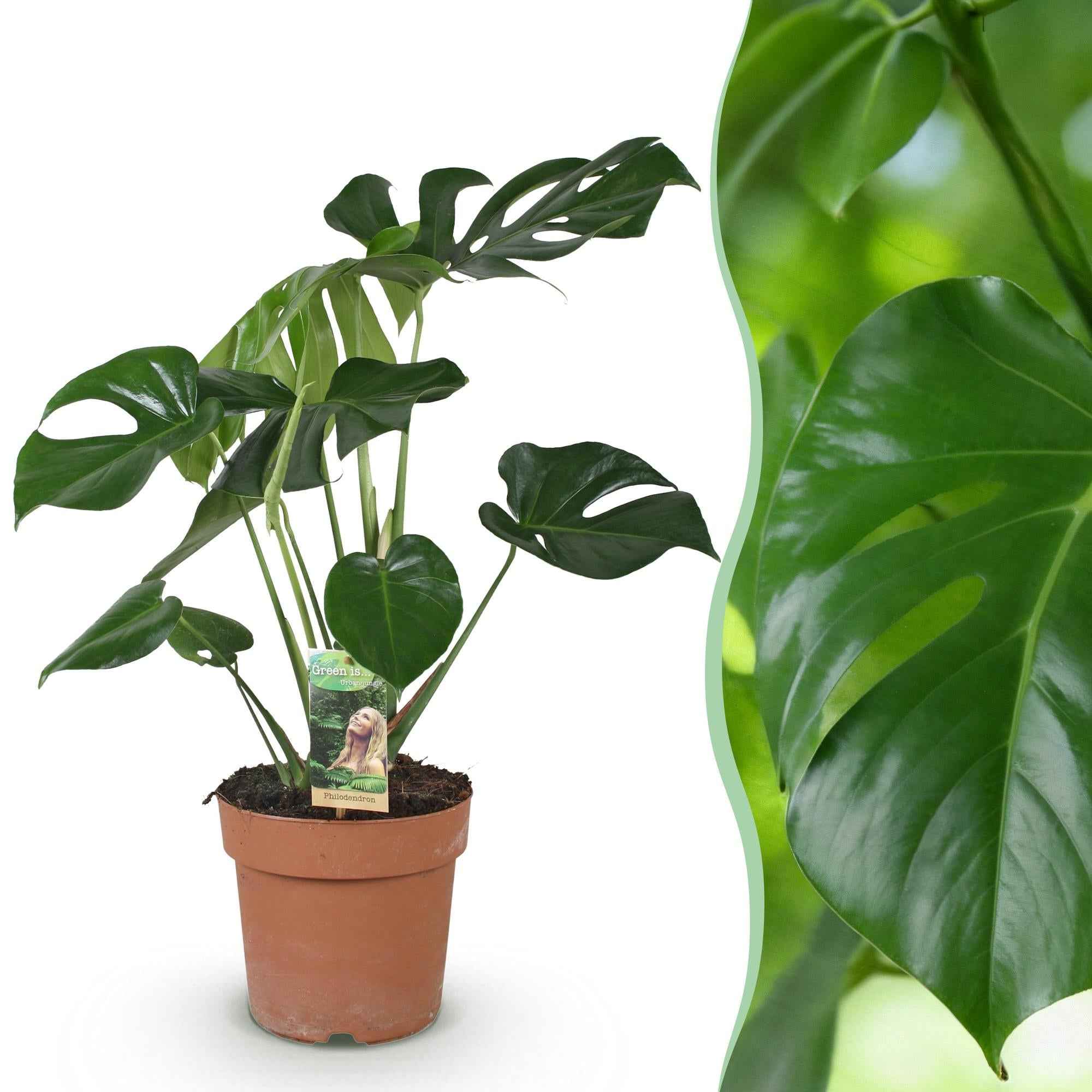 Image of Monstera Deliciosa Fensterblatt – Grün – 21cm – Höhe 70-80cm – Pflegeleichte tropische Zimmerpflanze für Wohnräume – Dekoratives großes Blattwerk-1