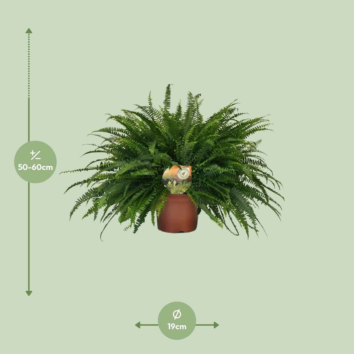 Image of Nephrolepis 'Green Lady' – Bostonfarn Zimmerpflanze – Ø19cm – ca. 60cm hoch – Luftreinigend & pflegeleicht
