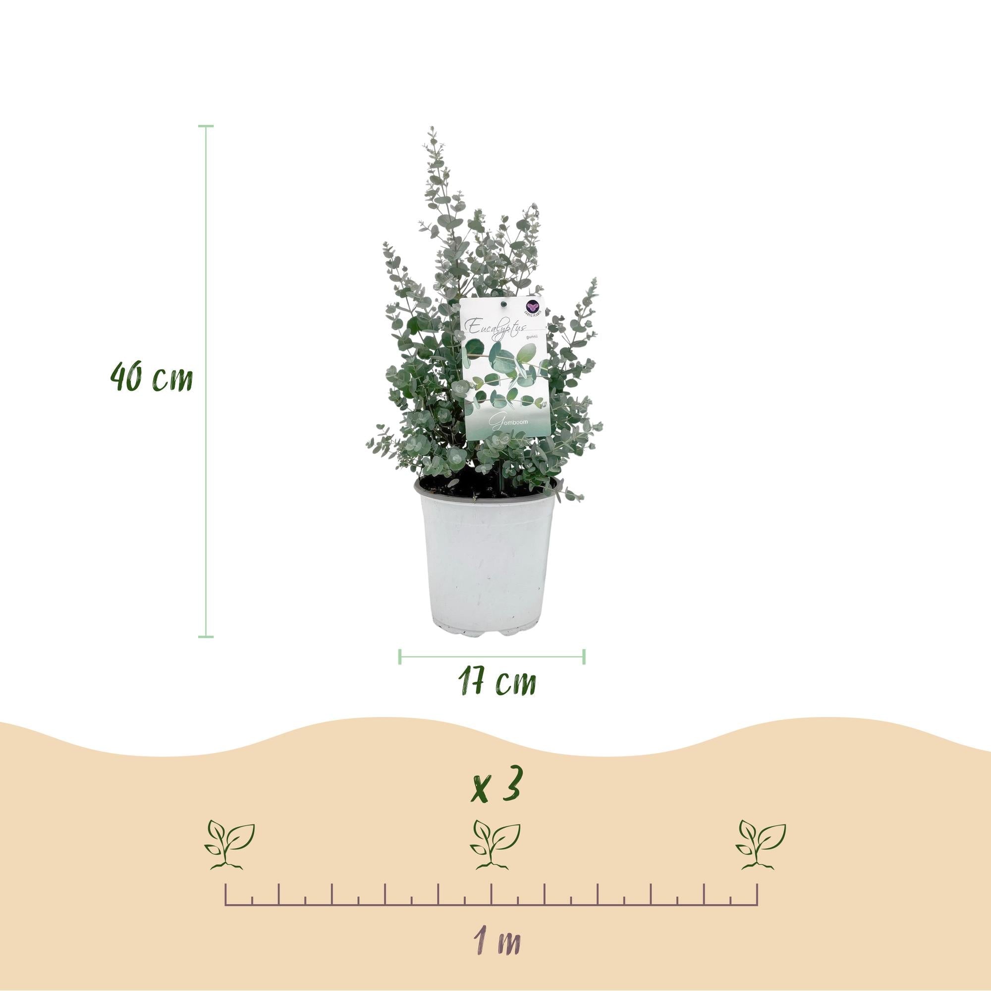 Image of Eukalyptusbaum Eucalyptus gunnii – Terrassenpflanze – 6er – Set – Winterhart – Ø17cm, Höhe 40cm-2