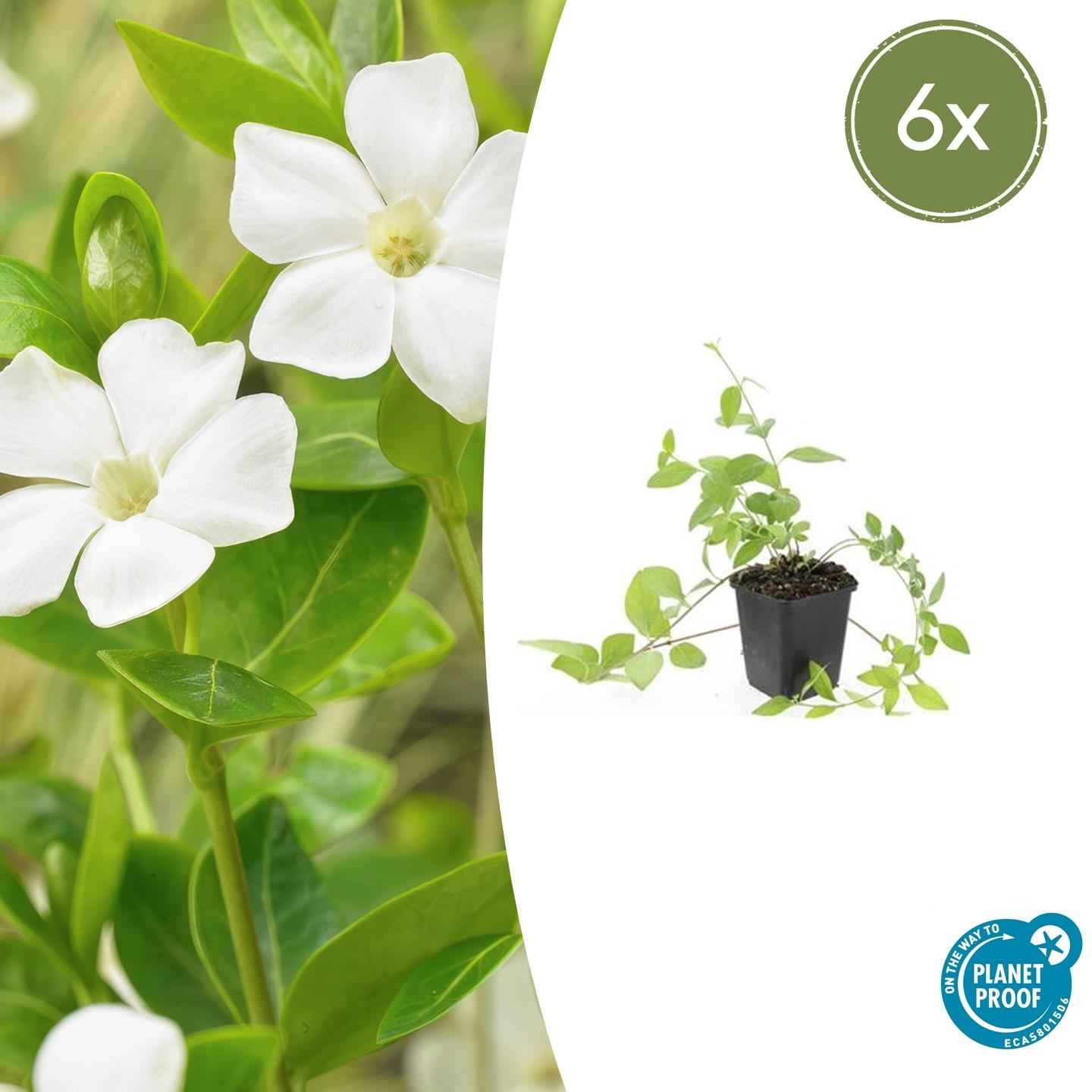 Image of Großblättriges Immergrün Vinca major 'Alba' – 6 Pflanzen – Bodendecker – Ø9cm – ↕10-25cm – Weiße Blüten – pflegeleicht-1