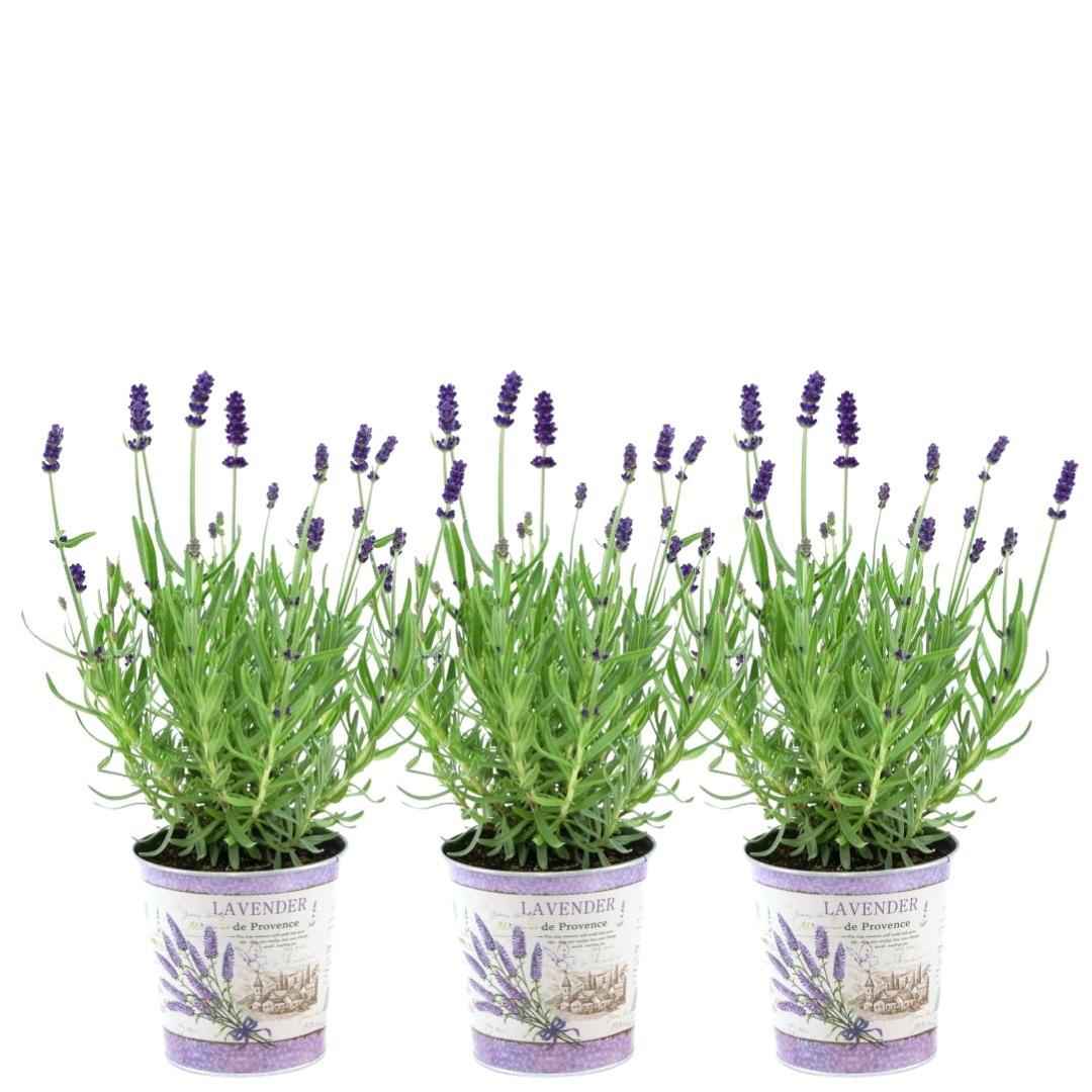 Image of Echter Lavendel Lavandula angustifolia Felice – 3 Pflanzen im Dekotopf Lavender Print Ø13cm – Duftender & winterharter Lavendel
