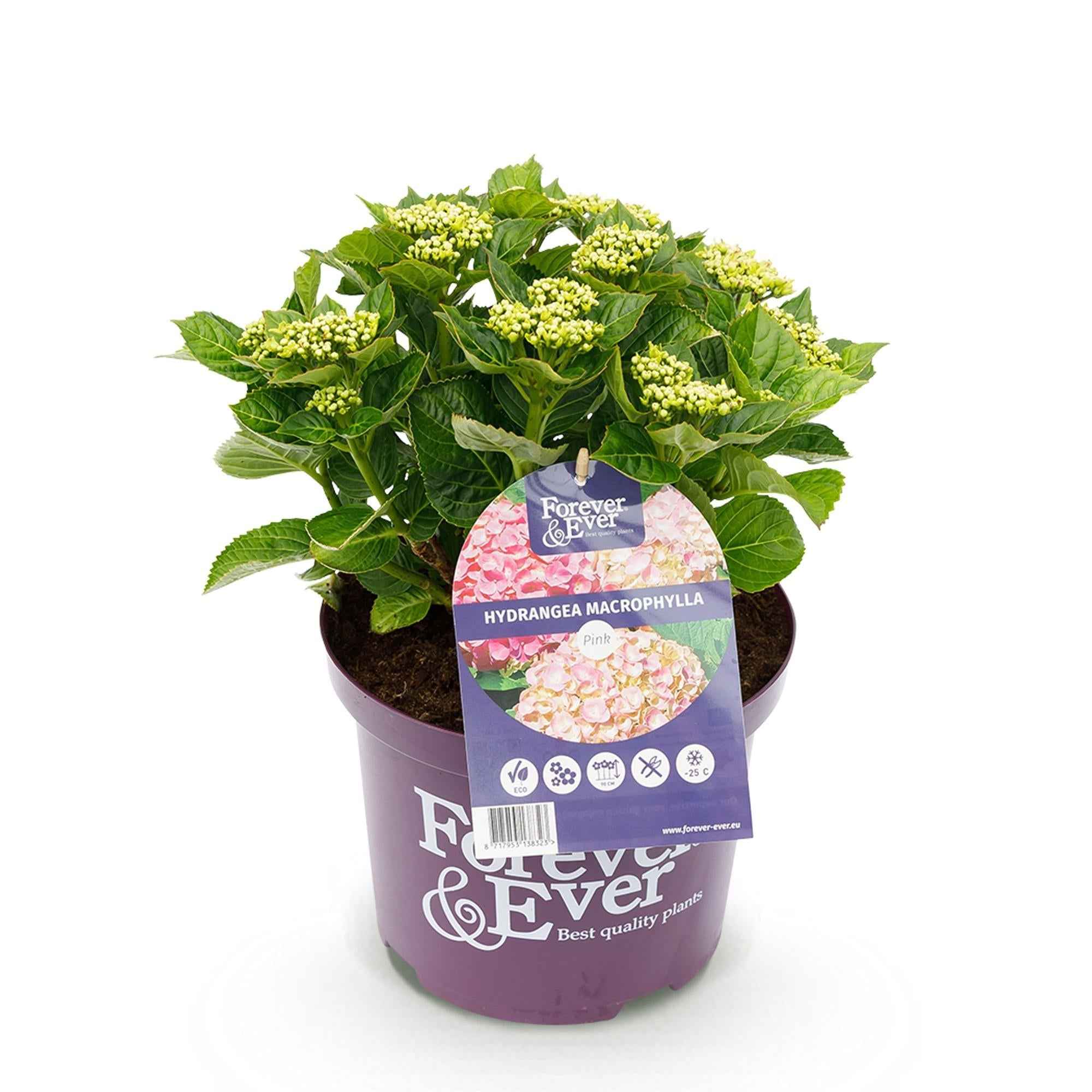 Image of Hortensie Hydrangea macrophylla Forever & Ever Rosa – Balkonpflanze – 7-12 Blüten – Topf 23cm – Höhe 55cm – Langlebige Blüten-1