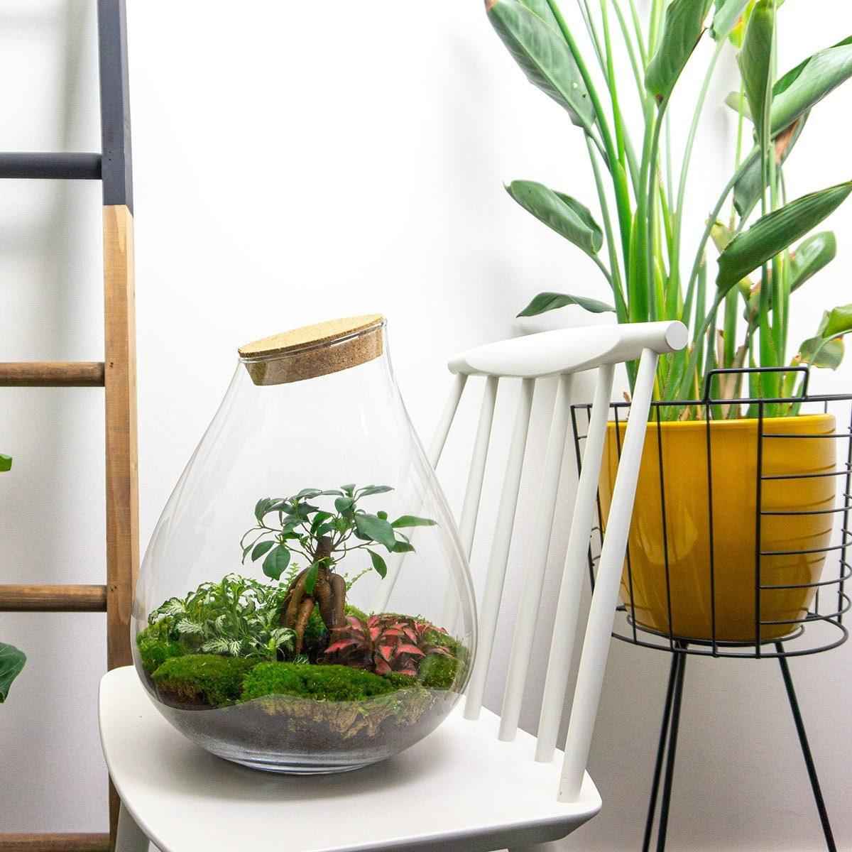 Image of Flaschengarten DIY Bausatz Terrarium