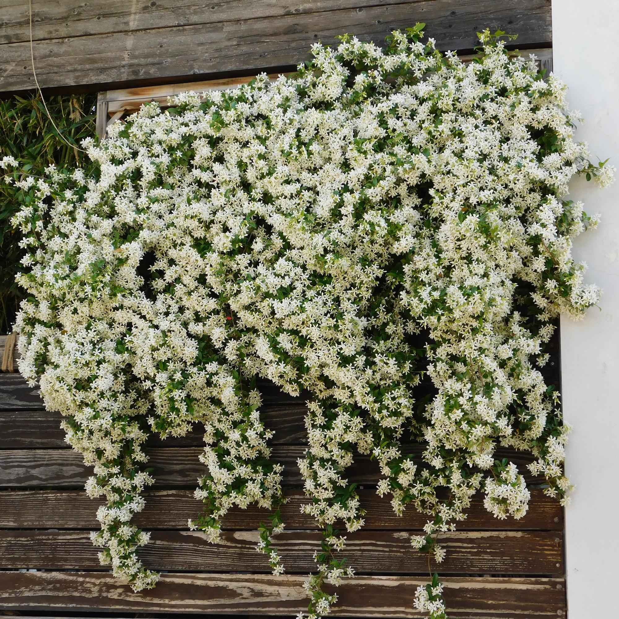 Image of Trachelospermum jasminoides – Toskanischer Sternjasmin – 2 Pflanzen 11cm – ca. 40cm hoch – Immergrüne duftende Kletterpflanze-4