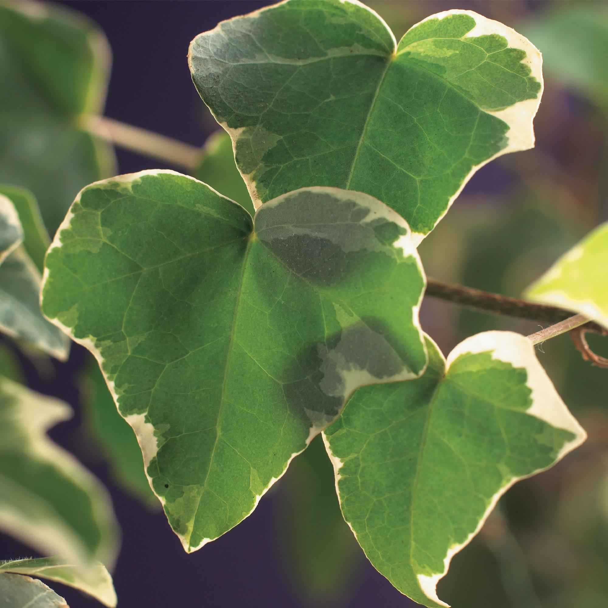Image of Kletterpflanze Hedera helix 'Glacier' – 2 Pflanzen – Immergrün – Blatt bunt – 11cm – Höhe 40cm – Efeu für Innen & Außen – Hängeampeln & Bodendecker-4