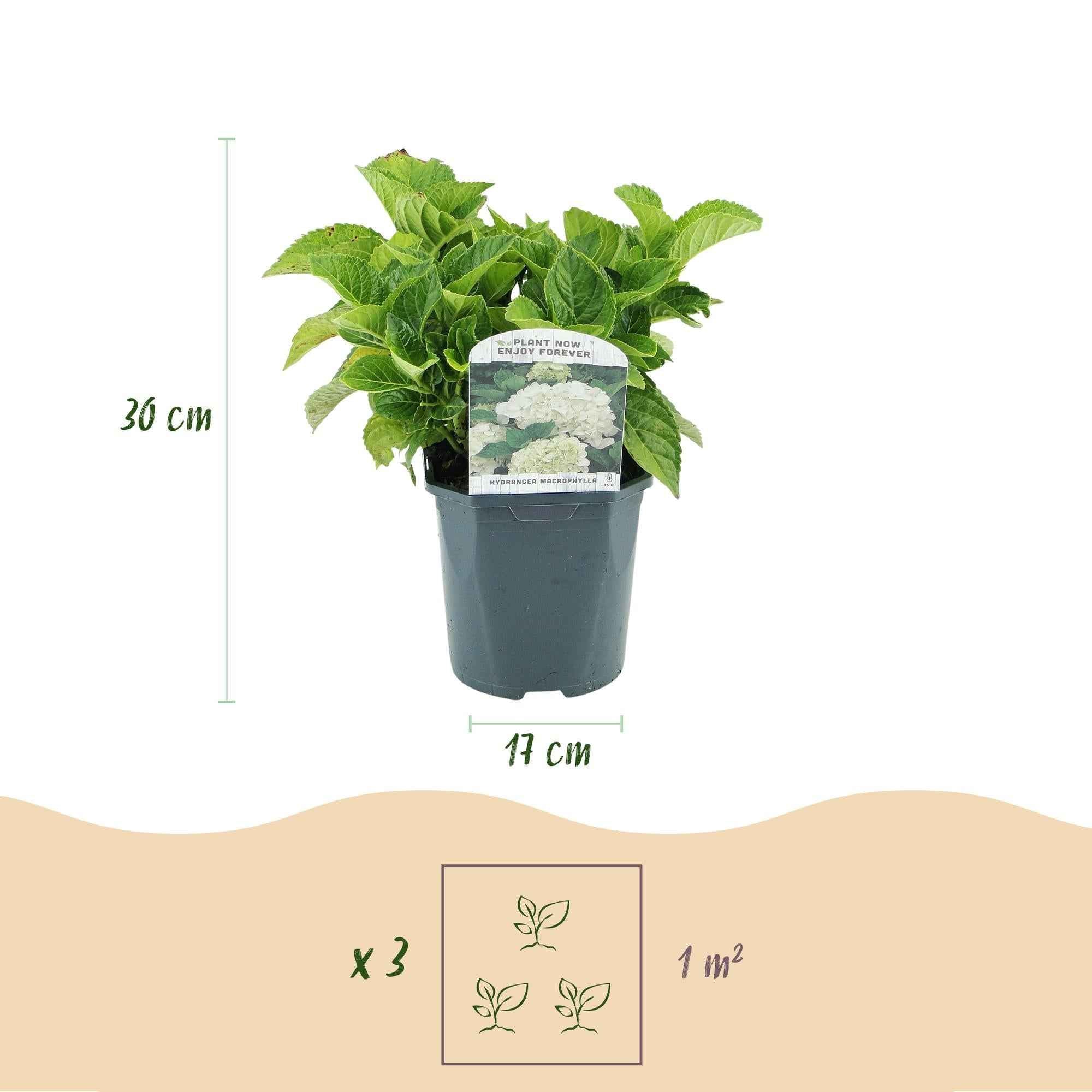 Image of Hortensie – Hydrangea macrophylla Weiß – Blüte Weiß – Ø17cm – ↕30cm – Laubabwerfend – Pflegeleicht-2