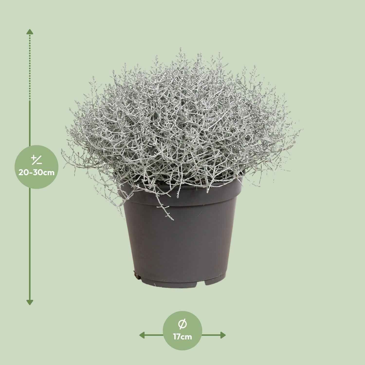 Image of Leucophyta brownii Silberbusch – Calocephalus brownii – Ø17cm ↕30cm – Silberne Zierpflanze für Topf, Balkon & Innenbereich-1