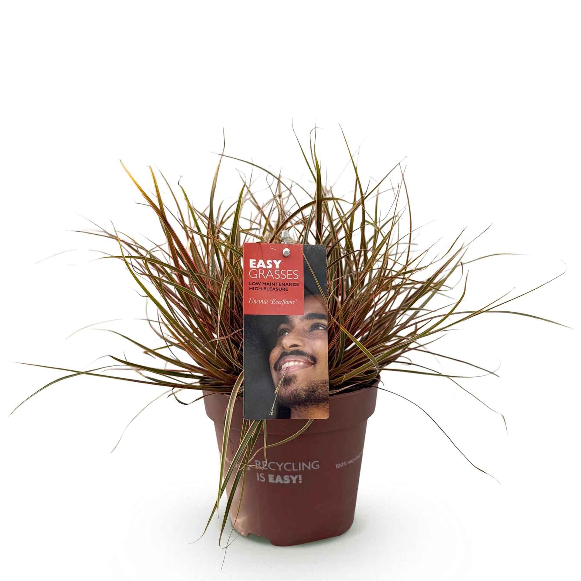 Image of Ziergras Uncinia rubra Everflame – Mahagonigras Rot – Immergrün & winterhart – Höhe ca. 50cm – 17cm – Farbintensives Gras für Beet & Kübel-0