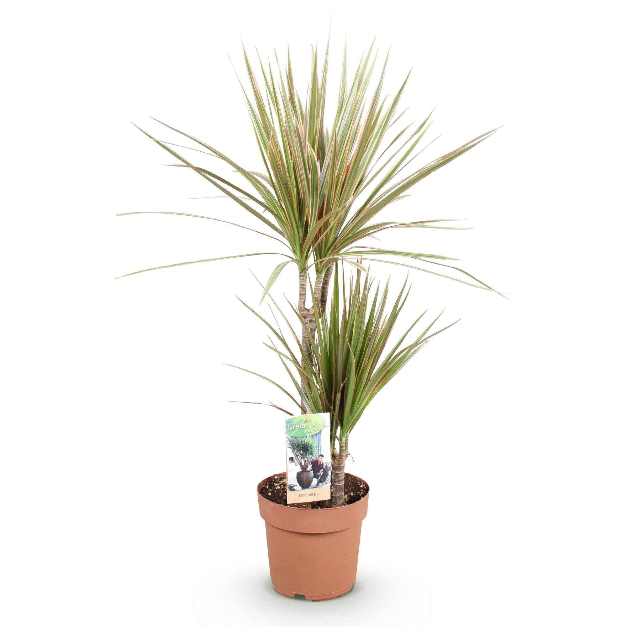Image of Dracaena Marginata Bicolor – Drachenbaum – 17cm – Höhe 70-75cm – Pflegeleichte rot-0