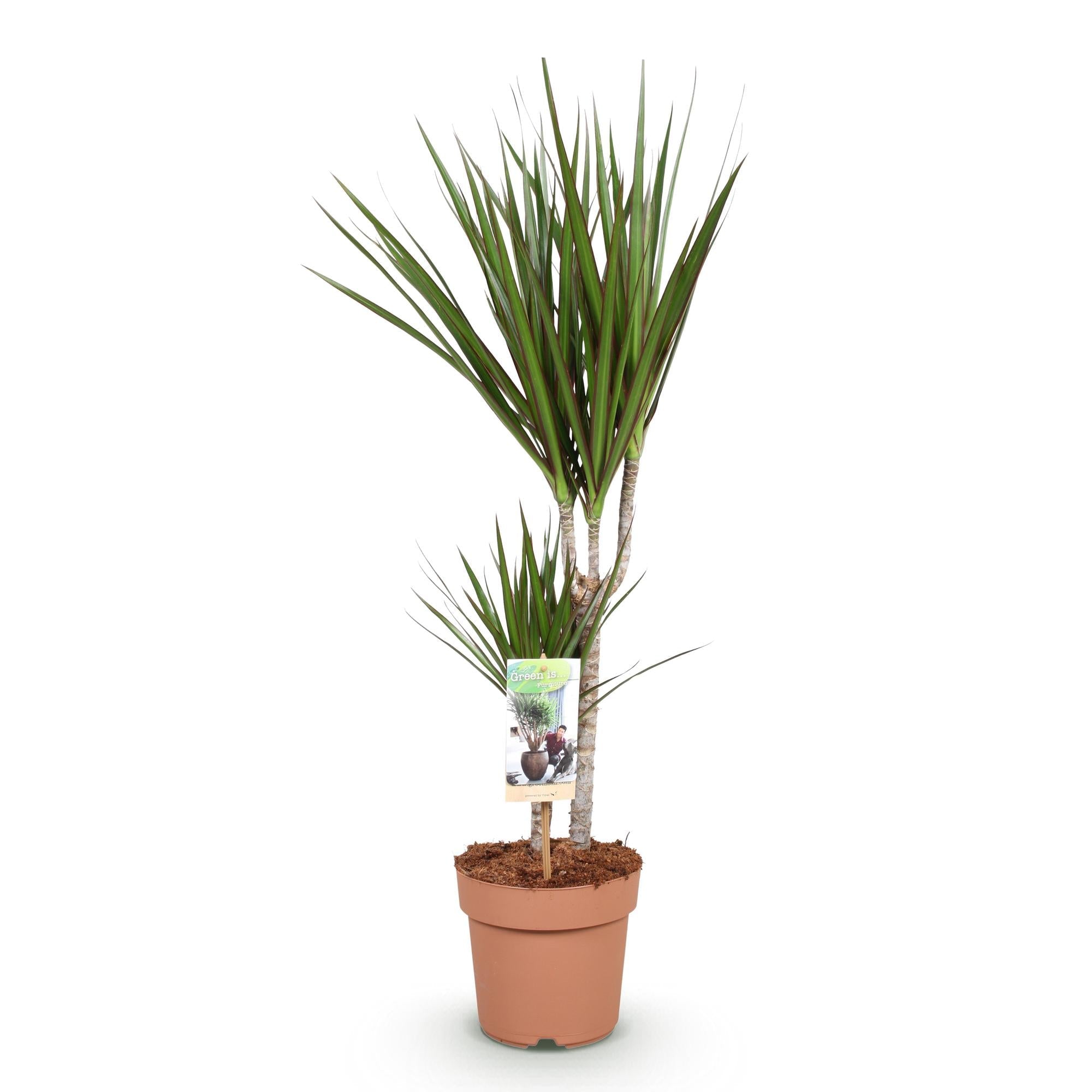 Image of Dracaena Marginata – Drachenbaum – 17cm – Höhe 70-80cm – Pflegeleichte grüne Zimmerpflanze mit elegantem Blattwerk für Wohn – und Arbeitsräume-0
