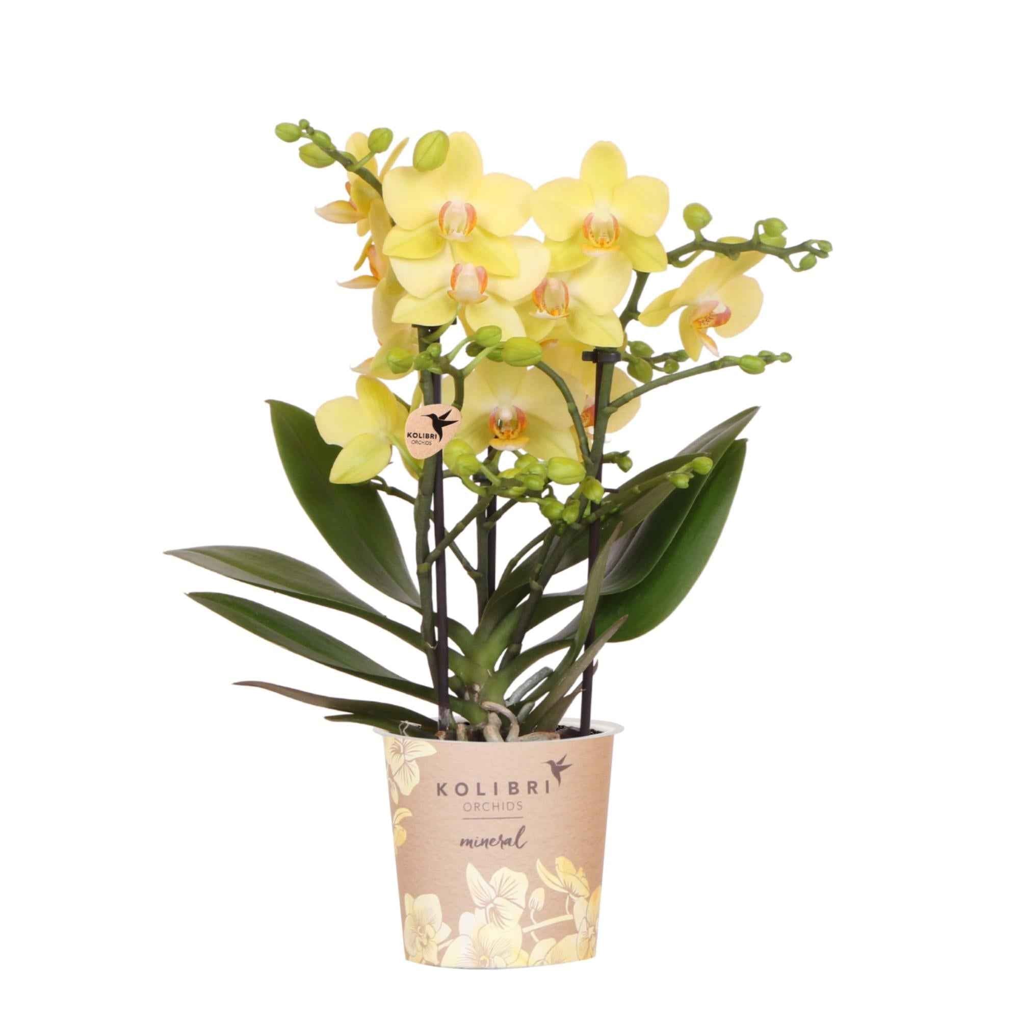 Image of Gelbe Phalaenopsis Orchidee 'Albenga' – Ø9cm – Zimmerpflanze mit 2-3 Blütenstielen – Lange Blütezeit – Pflegeleicht – Direkt vom Züchter-0