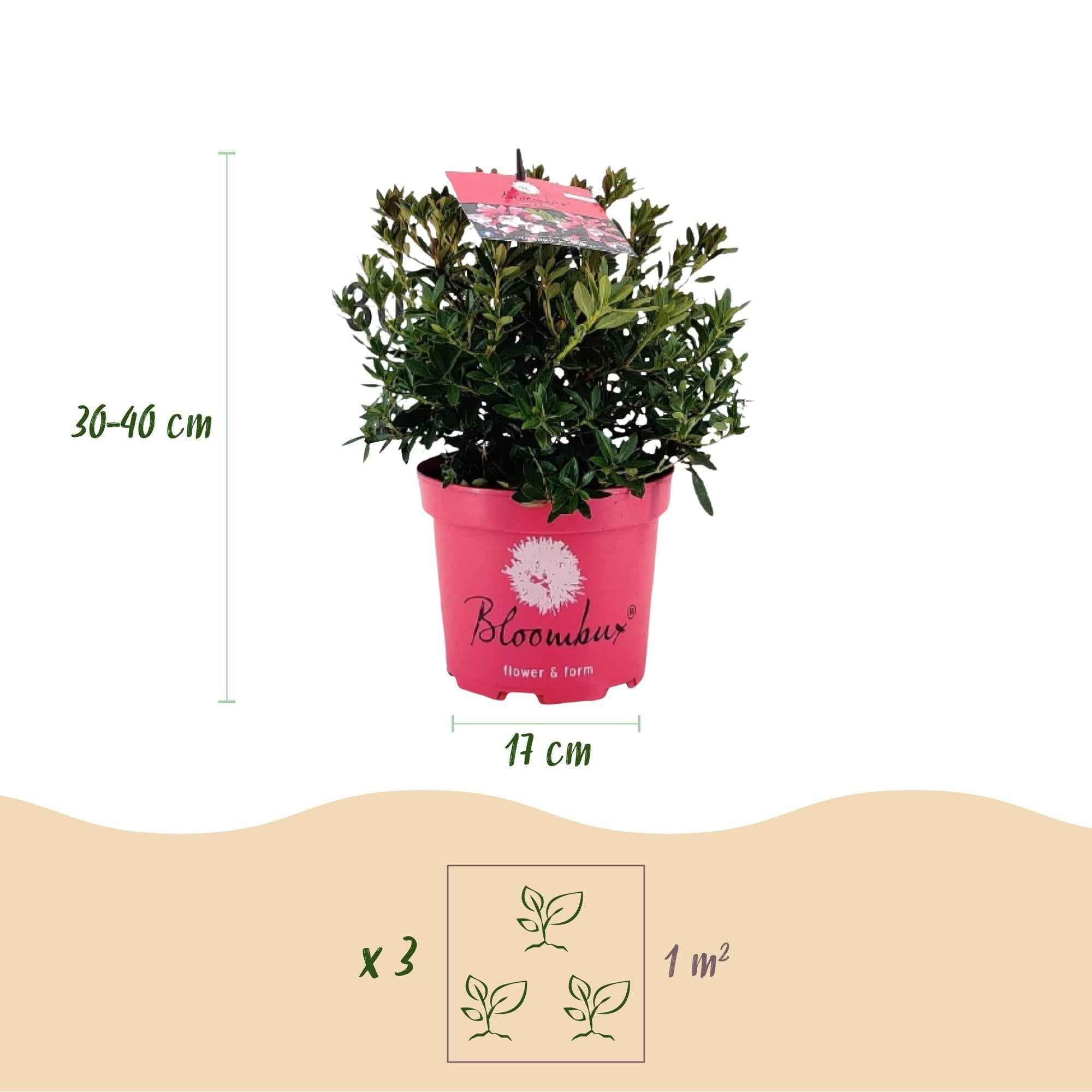 Image of Rhododendron Bloombux Magenta – Zwerg-Rhododendron als Buchsbaum-Ersatz – Winterharte Gartenpflanze – 17cm ↕30-40cm-2