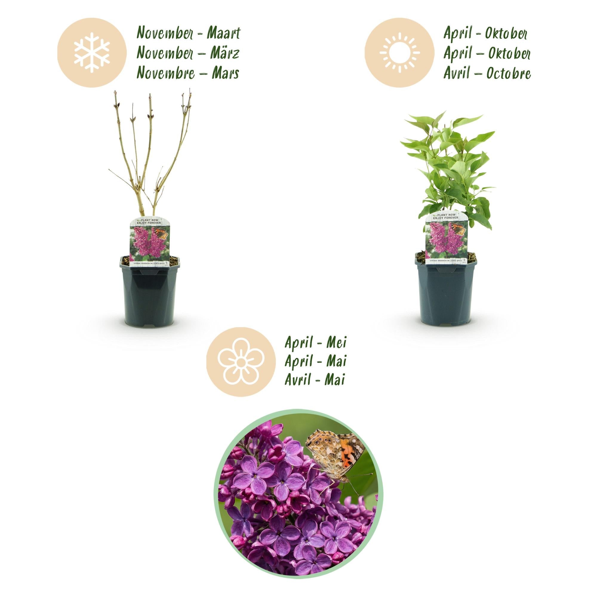 Image of Flieder Syringa vulgaris Ludwig Späth 45cm – winterhart lila, stark duftend – 17cm – Blüte Mai – Juni-4