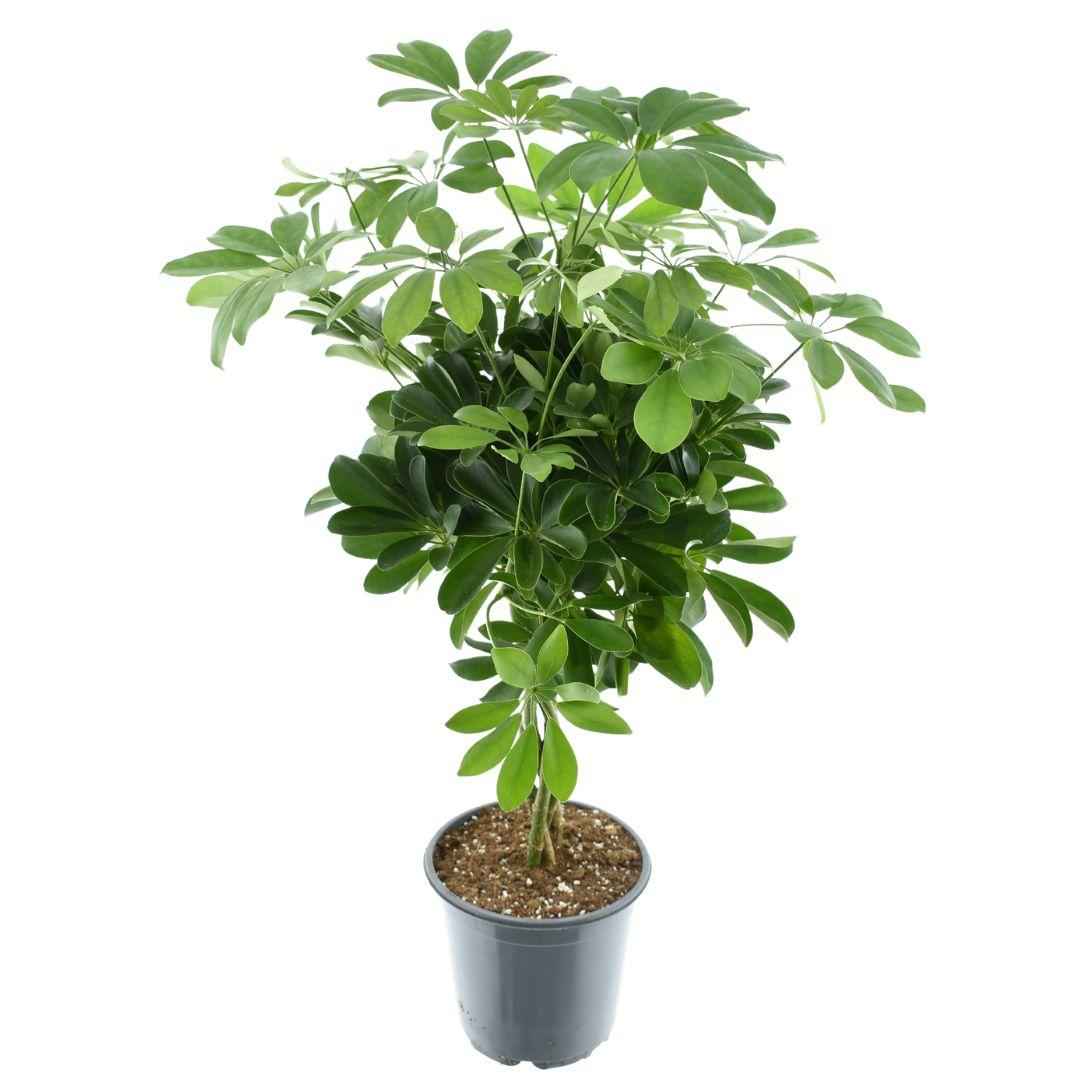 Image of Schefflera Compacta 'Nora' – Zimmerpflanze – Ø21cm – ca. 75cm hoch – Kompakter Strahlenaralien-Busch – Pflegeleicht & luftreinigend – Für helle Innenräume